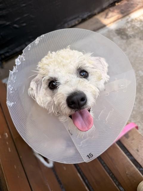 Enlarge PARTI, a Adoptable mixed breed in Boston, MA image 1/1