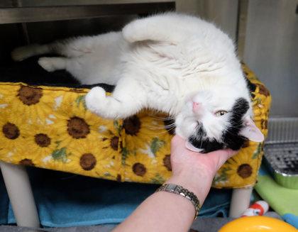 Enlarge Leo, a Adoptable mixed breed in Ann Arbor, MI image 2/3