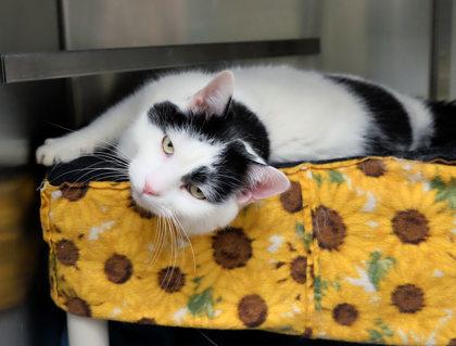 Enlarge Leo, a Adoptable mixed breed in Ann Arbor, MI image 3/3