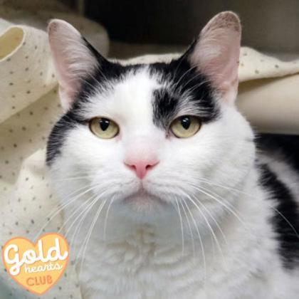 Enlarge Leo, a Adoptable mixed breed in Ann Arbor, MI image 5/5