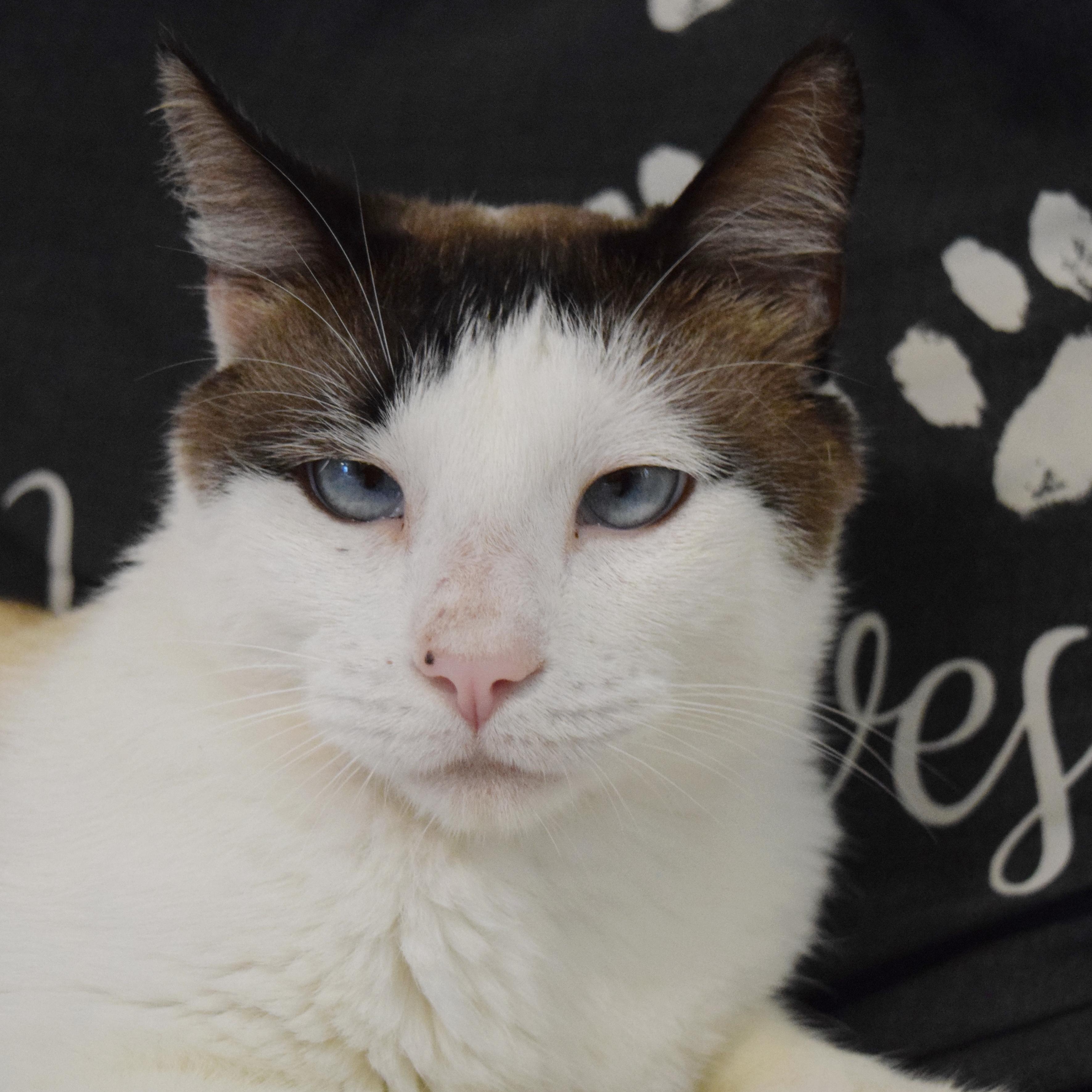 Smores, a ADOPTABLE mixed breed in Bulverde, TX image 1/6