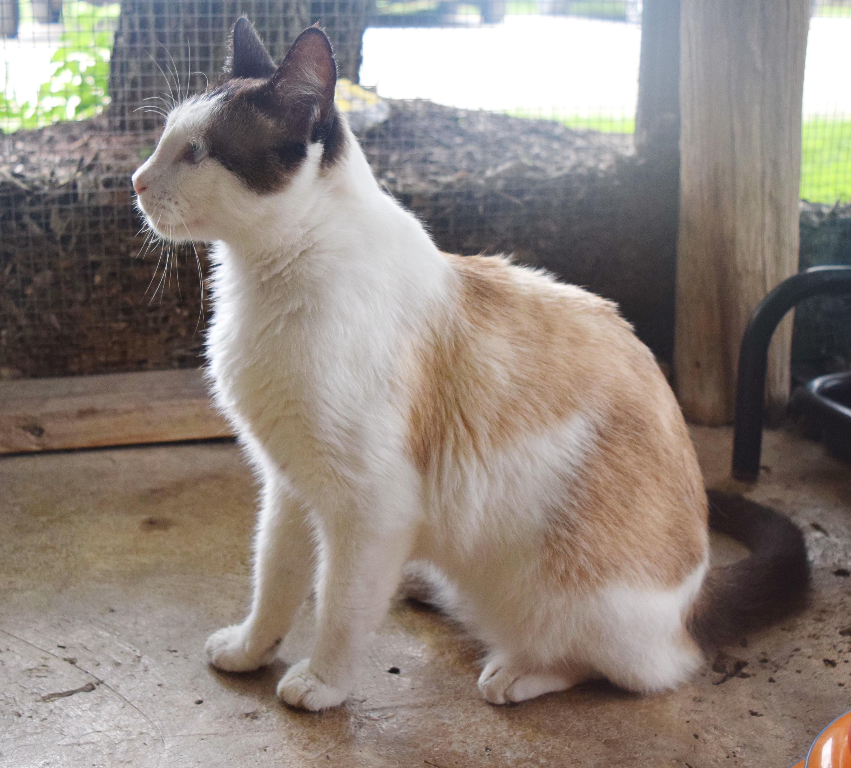Smores, a ADOPTABLE mixed breed in Bulverde, TX image 2/6