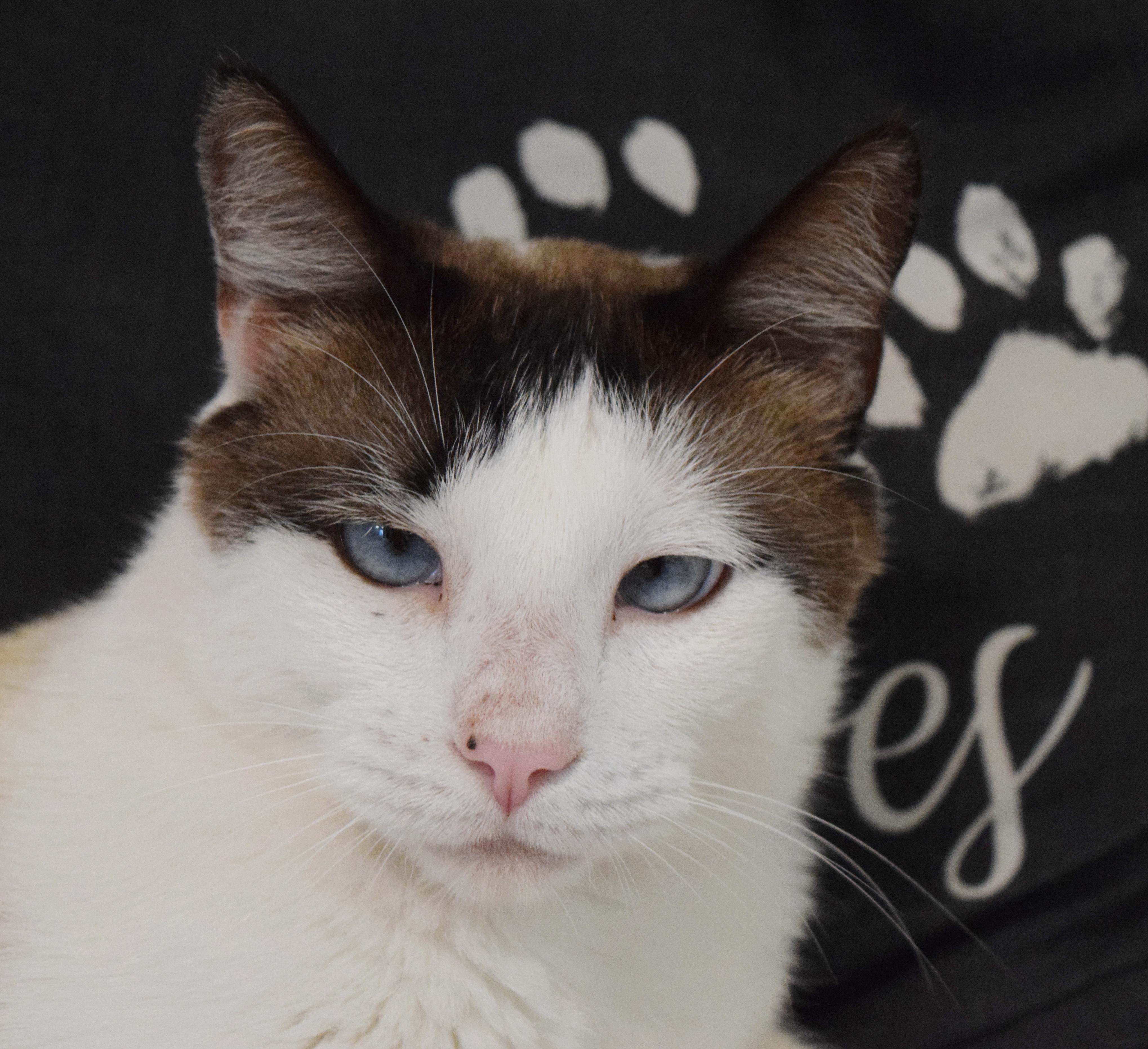 Smores, a ADOPTABLE mixed breed in Bulverde, TX image 4/6