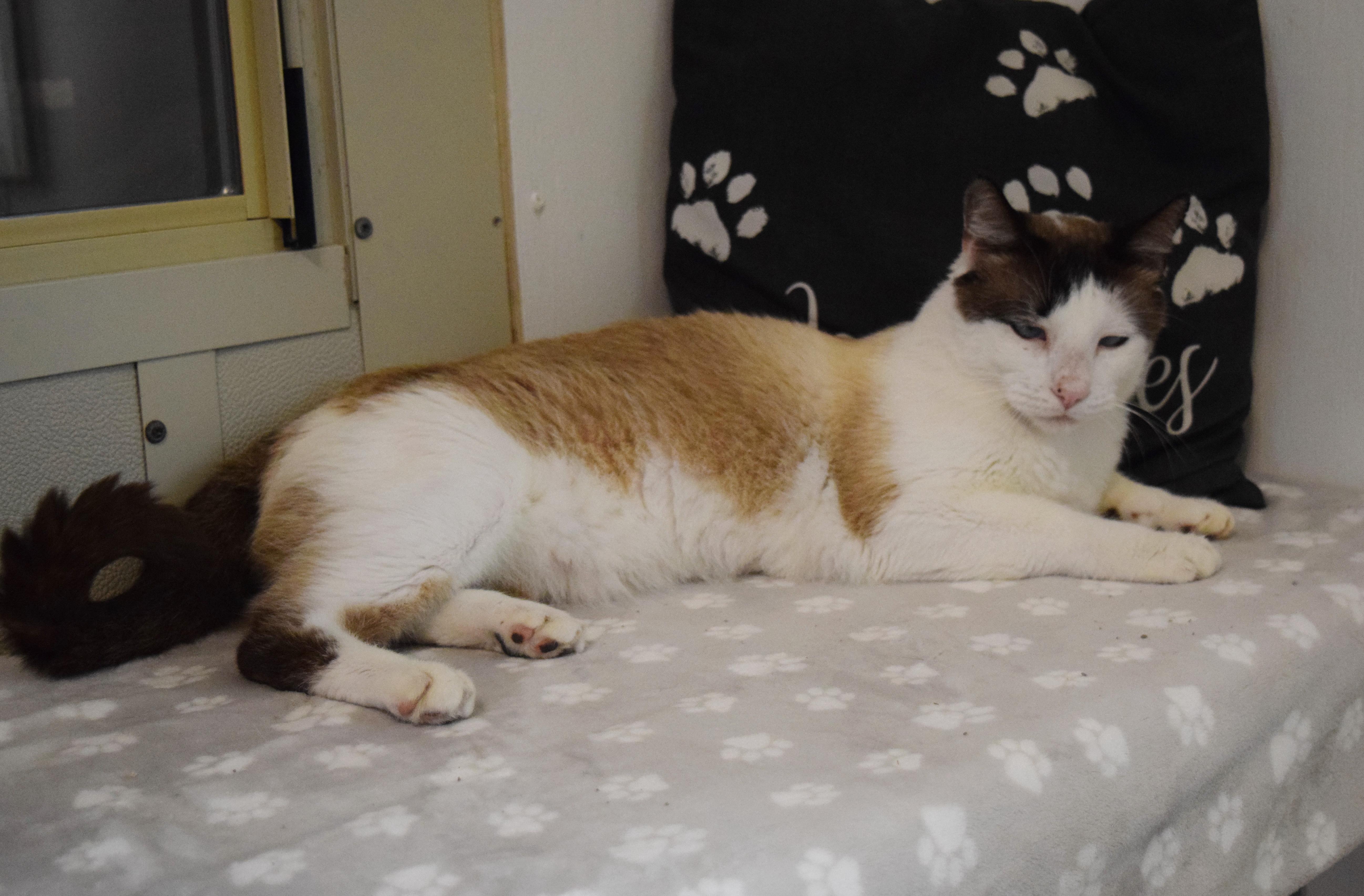Smores, a ADOPTABLE mixed breed in Bulverde, TX image 3/6