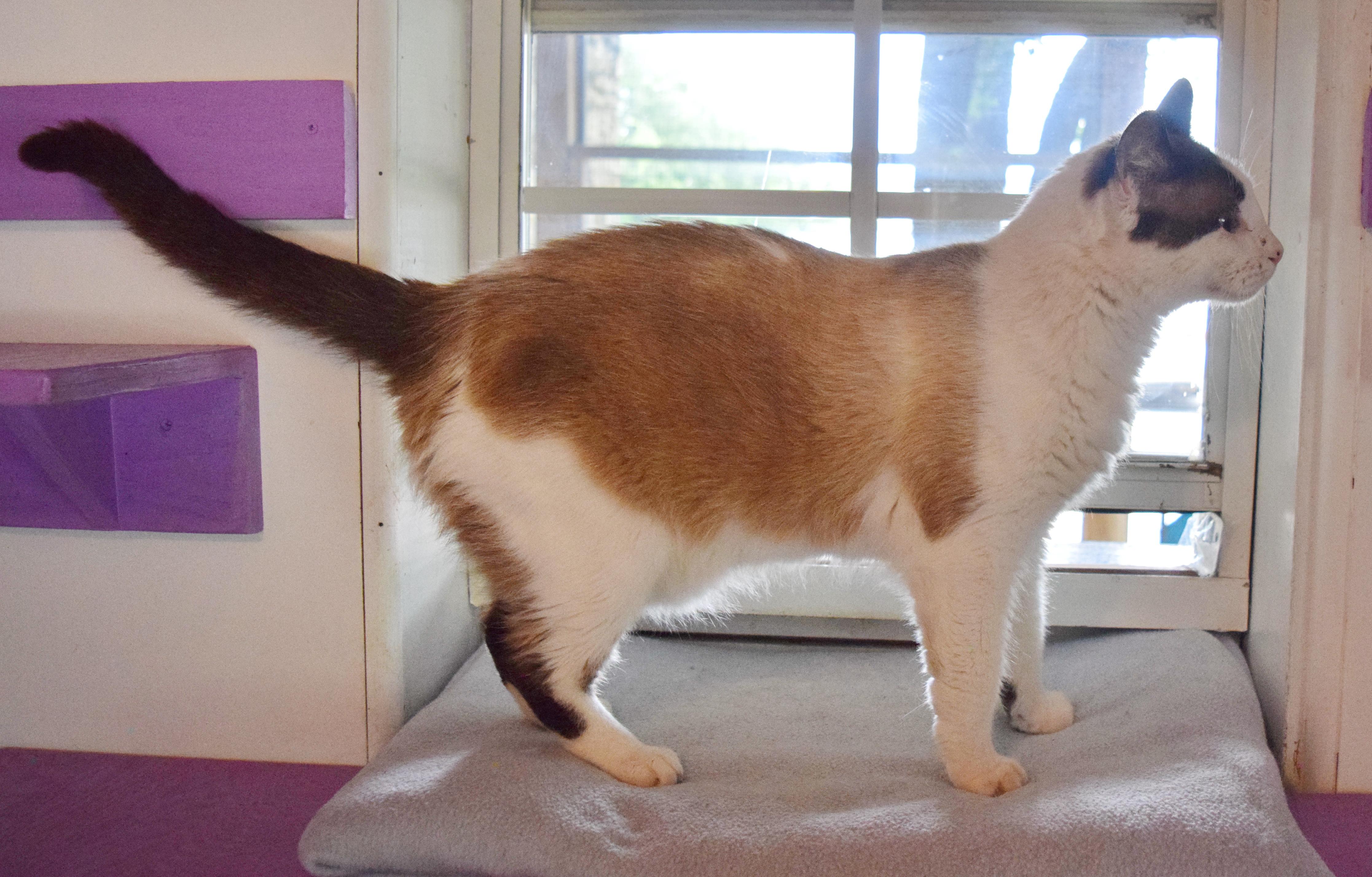 Smores, a ADOPTABLE mixed breed in Bulverde, TX image 5/6