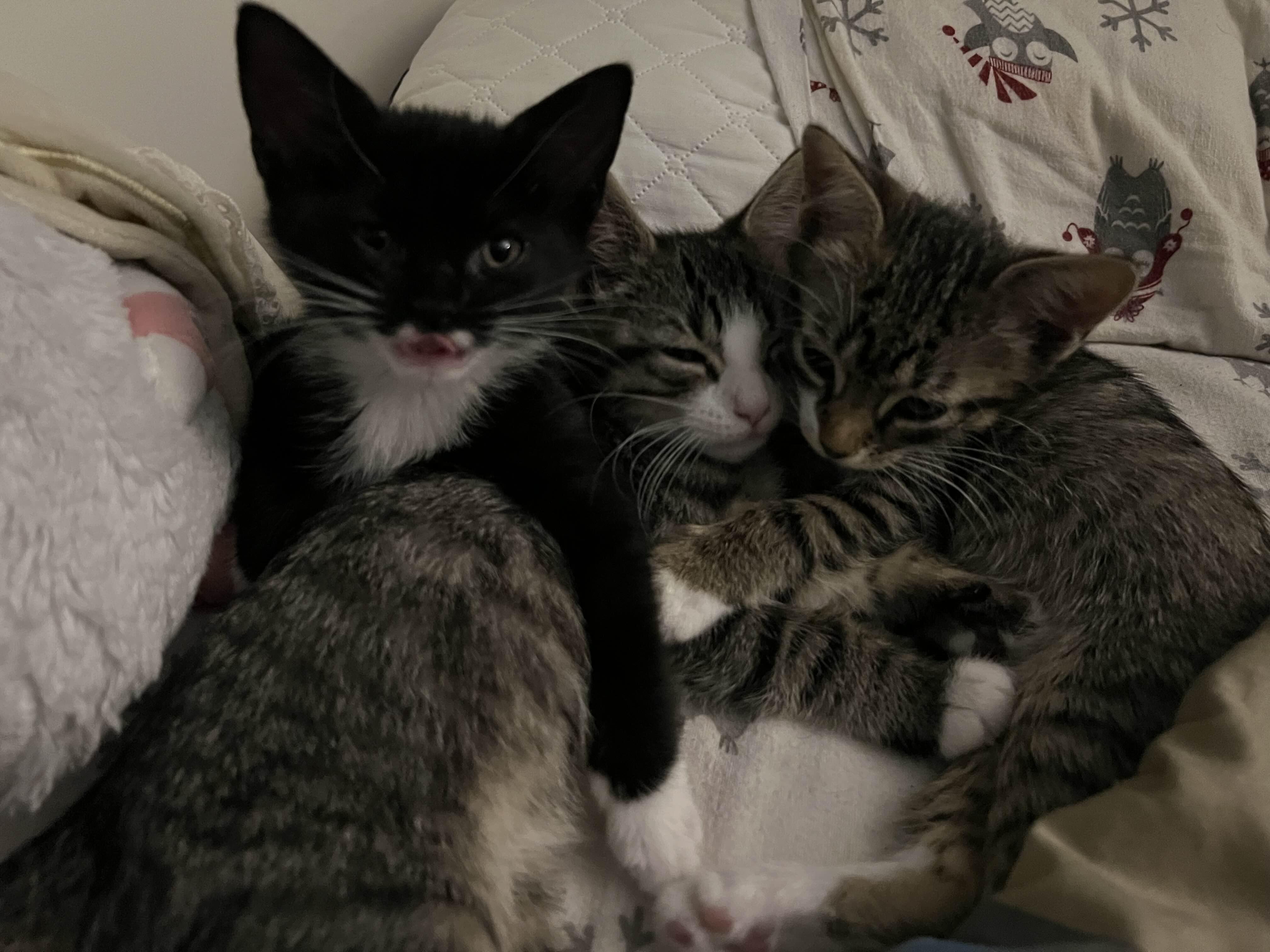 Pluto, Adopted, Kitten Male Tabby.