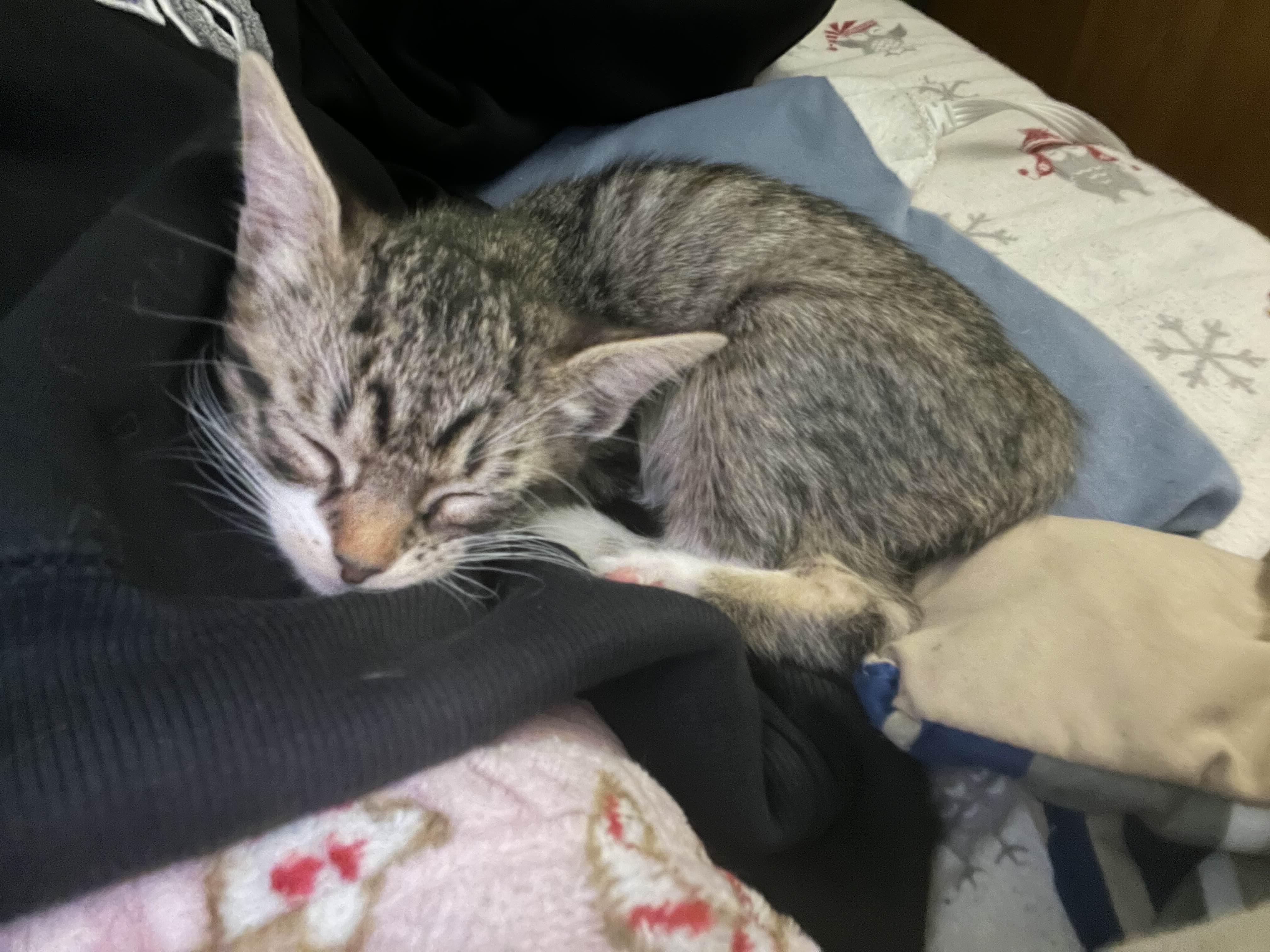 Enlarge Pluto, a Adopted Tabby in Piscataway, NJ image 2/3