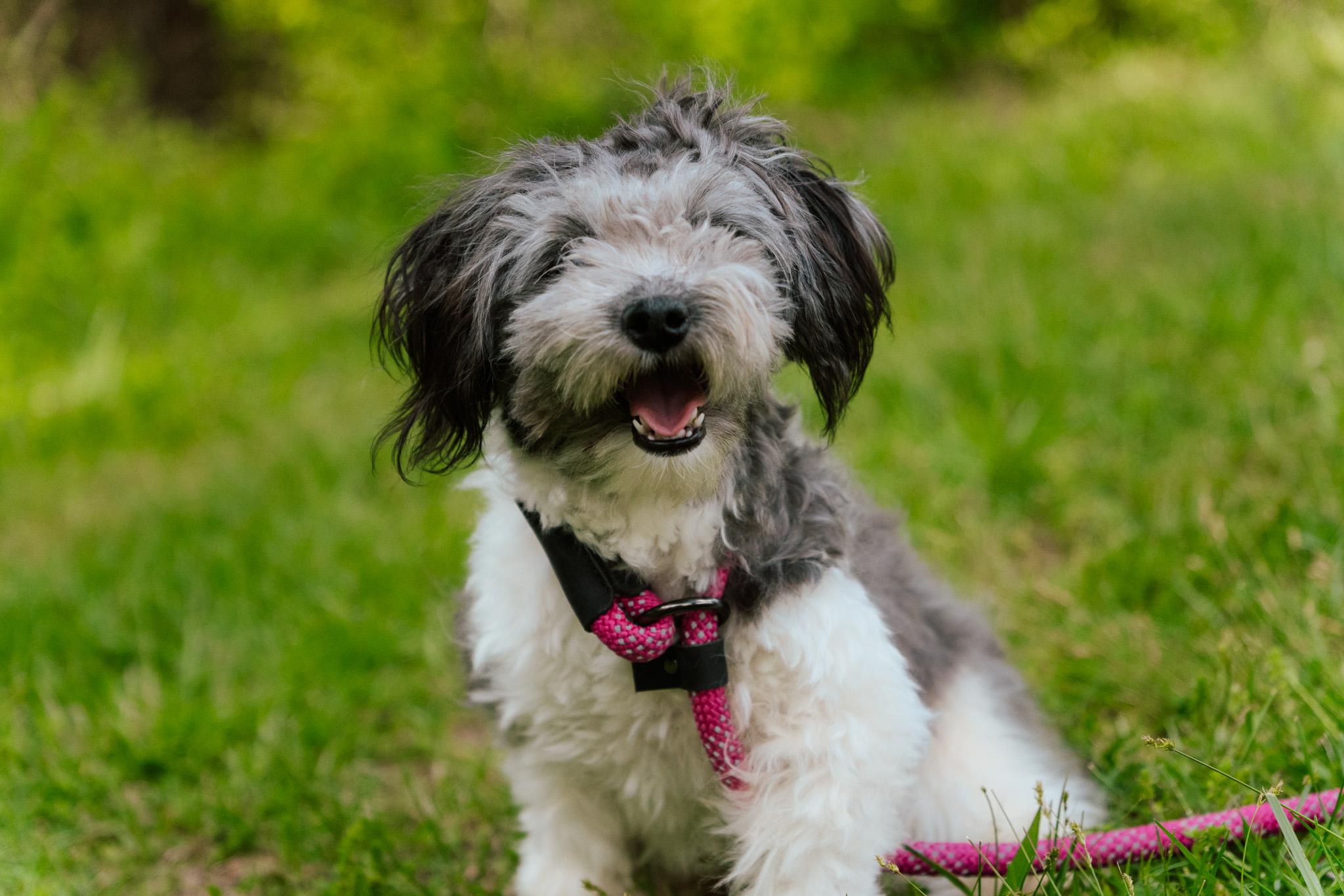 Alice, an adoptable Havanese, Poodle (Toy) in Gradyville, KY, 42742 | Photo Image 2