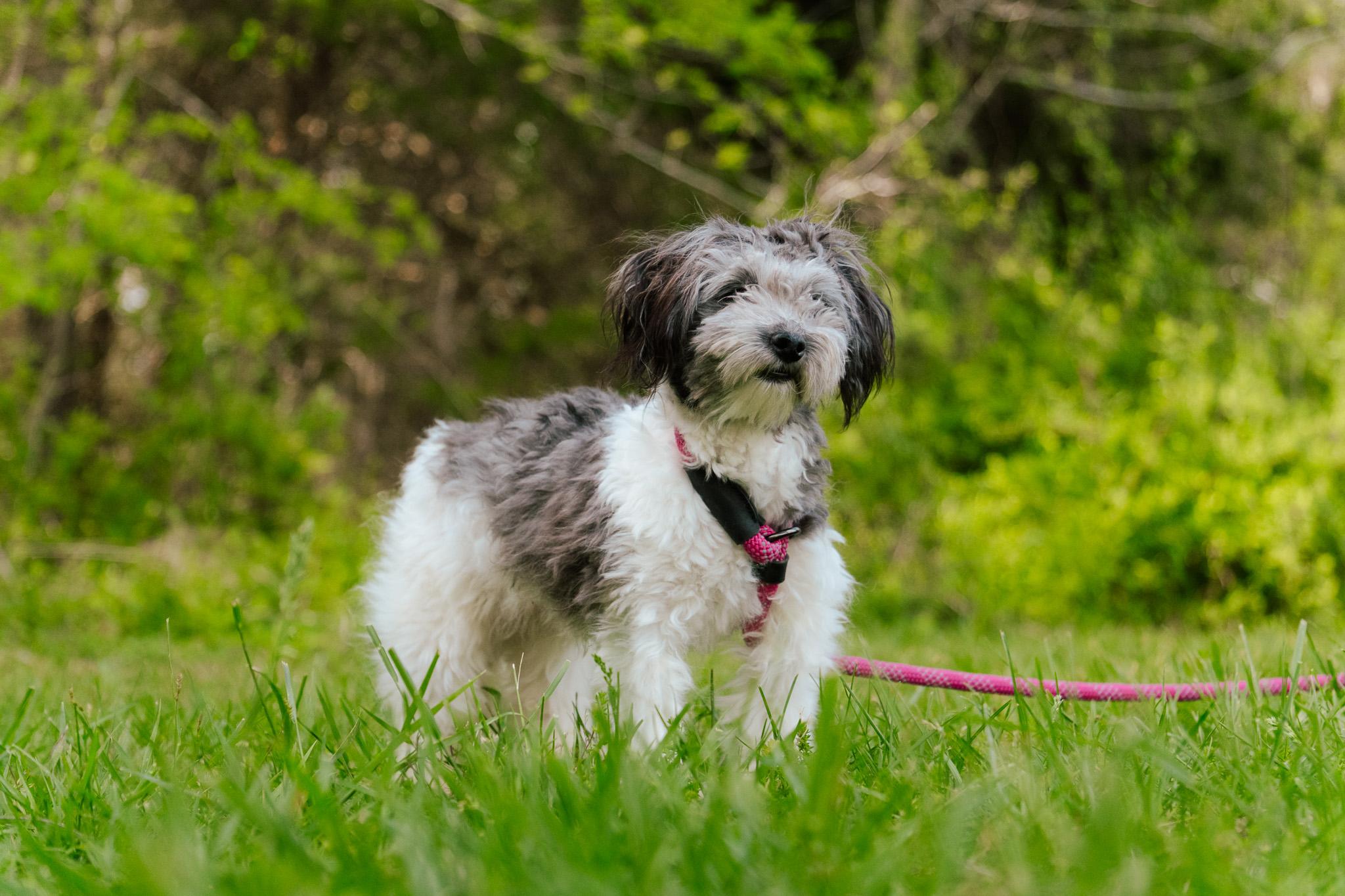 Alice, an adoptable Havanese, Poodle (Toy) in Gradyville, KY, 42742 | Photo Image 1
