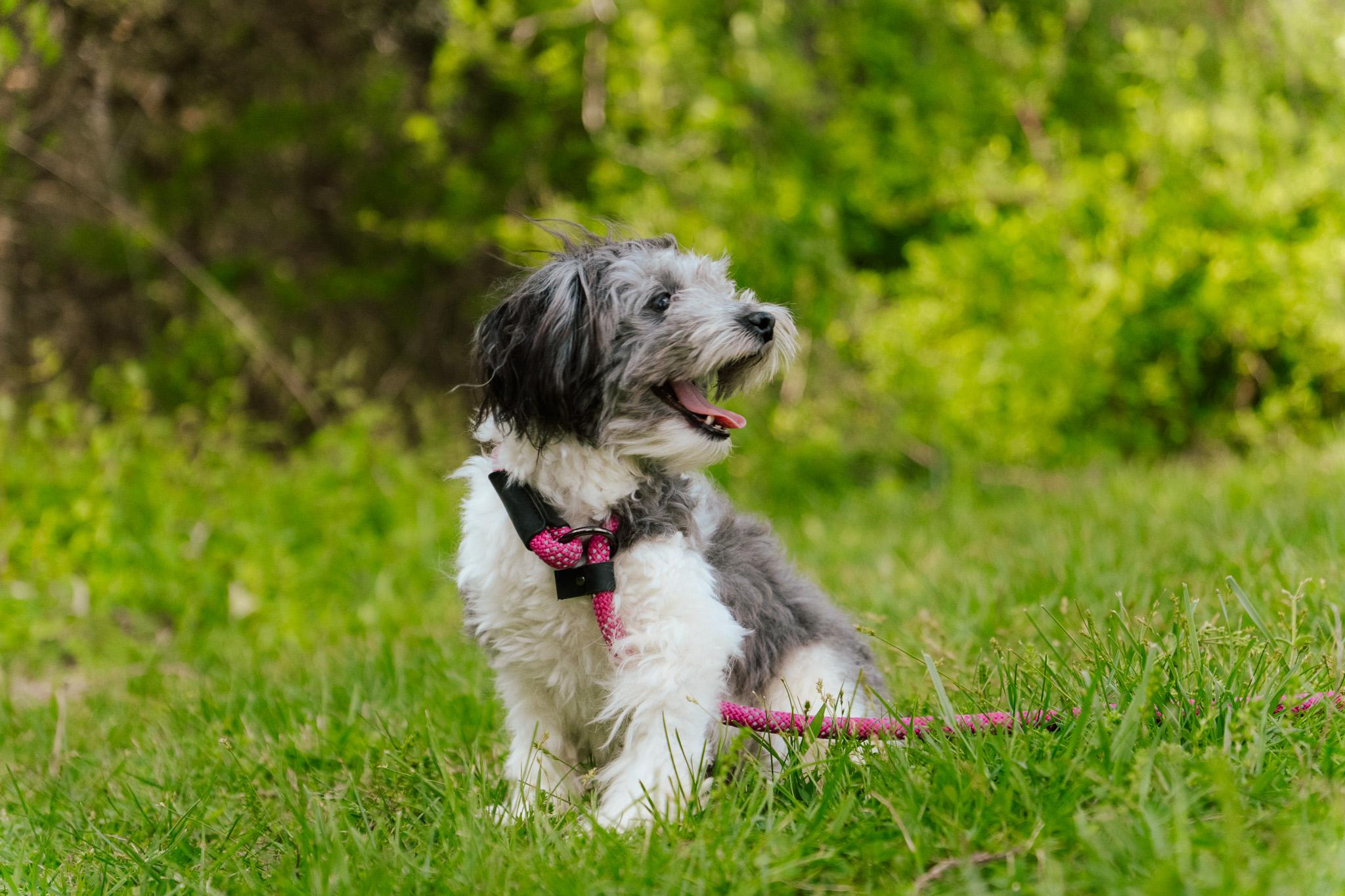 Alice, an adoptable Havanese, Poodle (Toy) in Gradyville, KY, 42742 | Photo Image 4