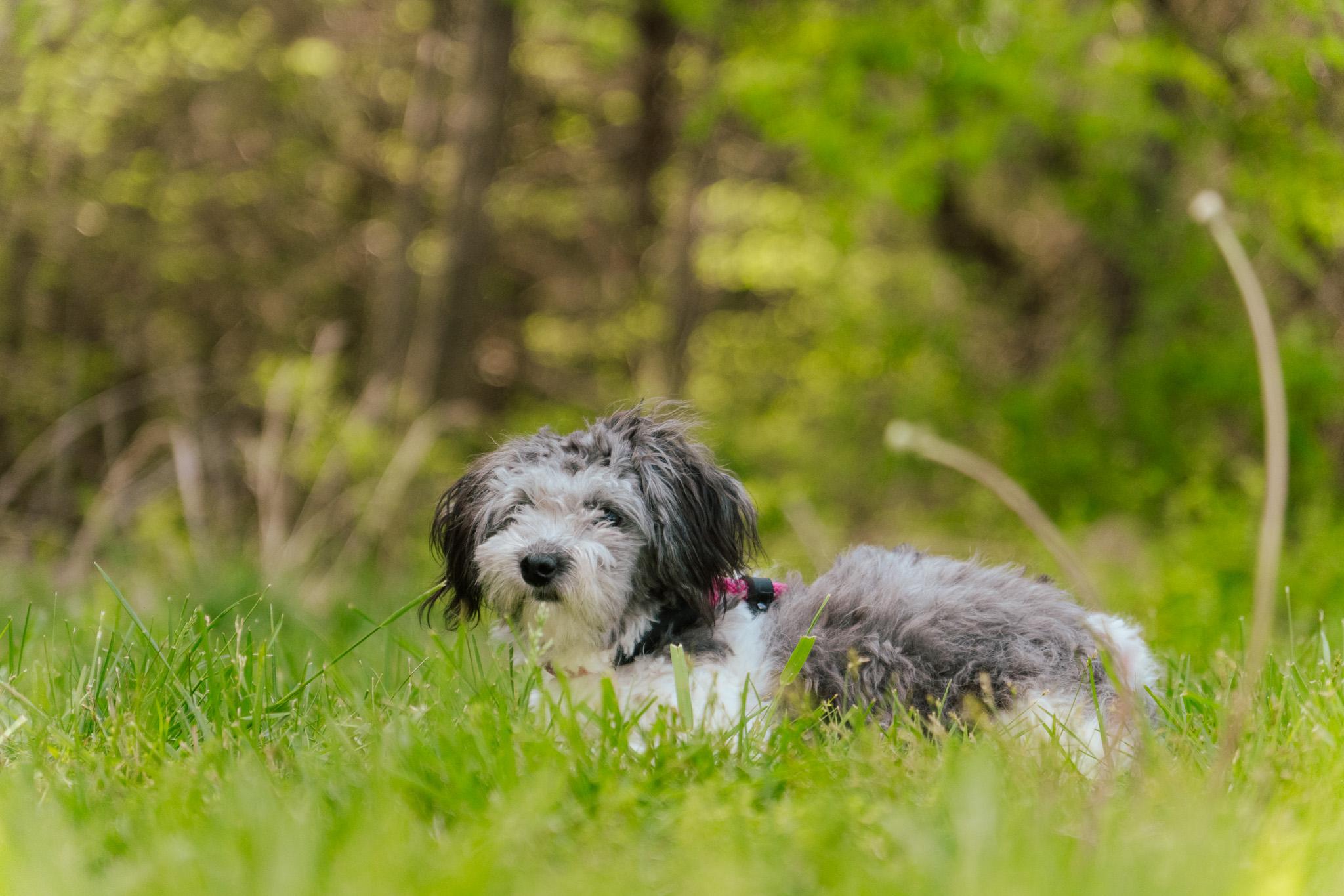 Alice, an adoptable Havanese, Poodle (Toy) in Gradyville, KY, 42742 | Photo Image 5