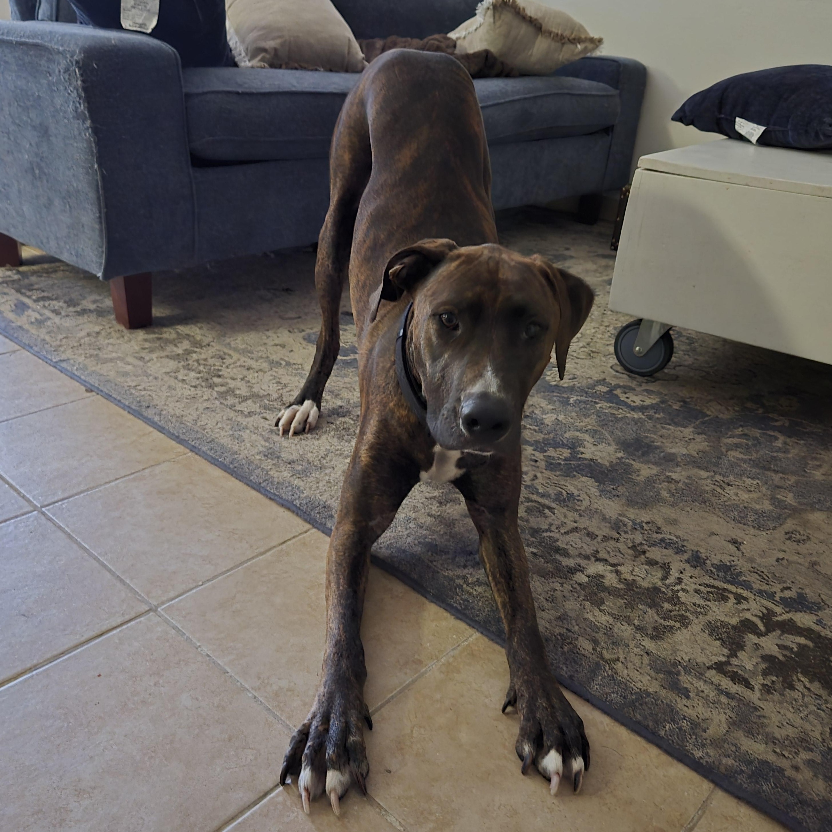 Enlarge **COURTESY LISTING** Moose, a Adoptable mixed breed in Moscow, ID image 1/3