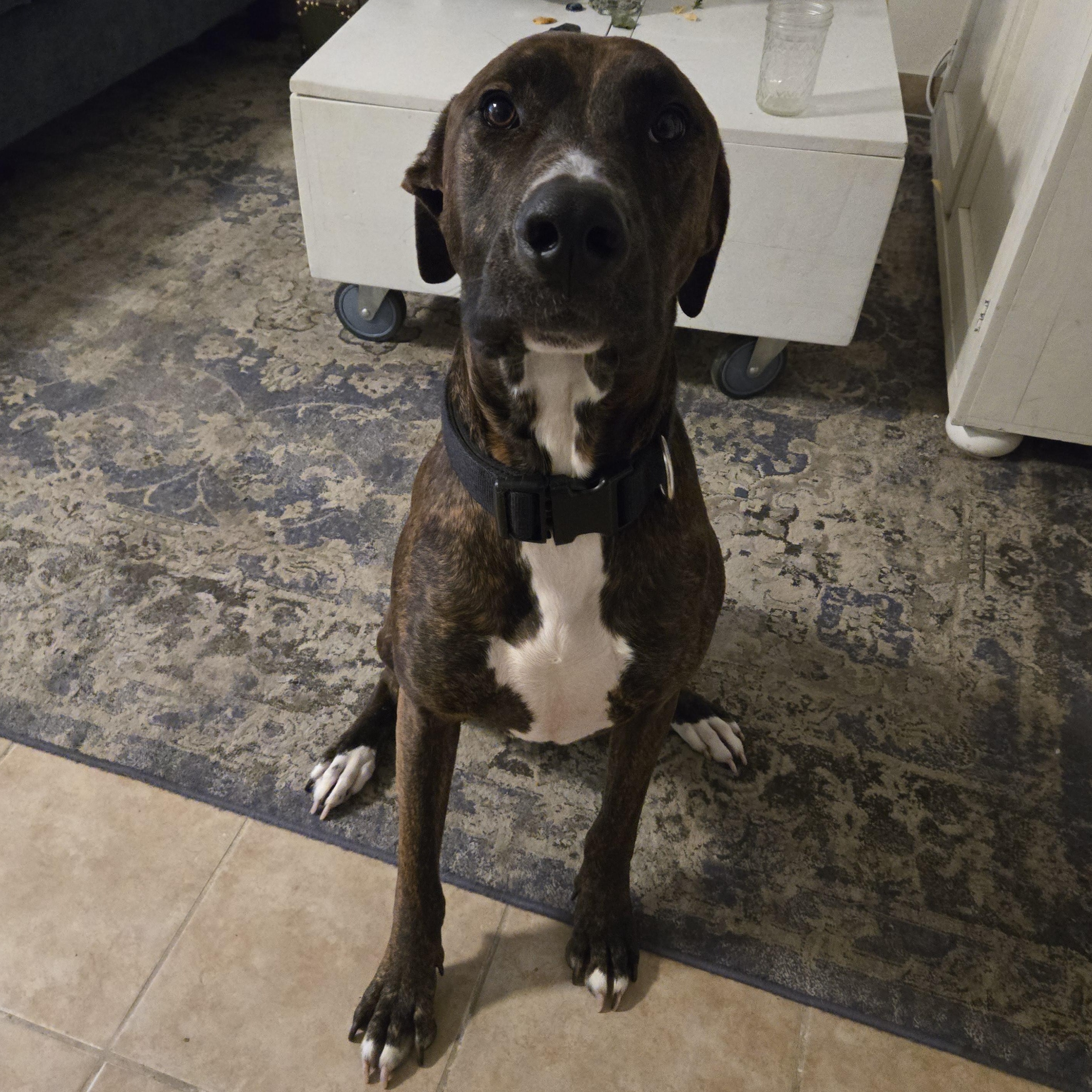 Enlarge **COURTESY LISTING** Moose, a Adoptable mixed breed in Moscow, ID image 2/3