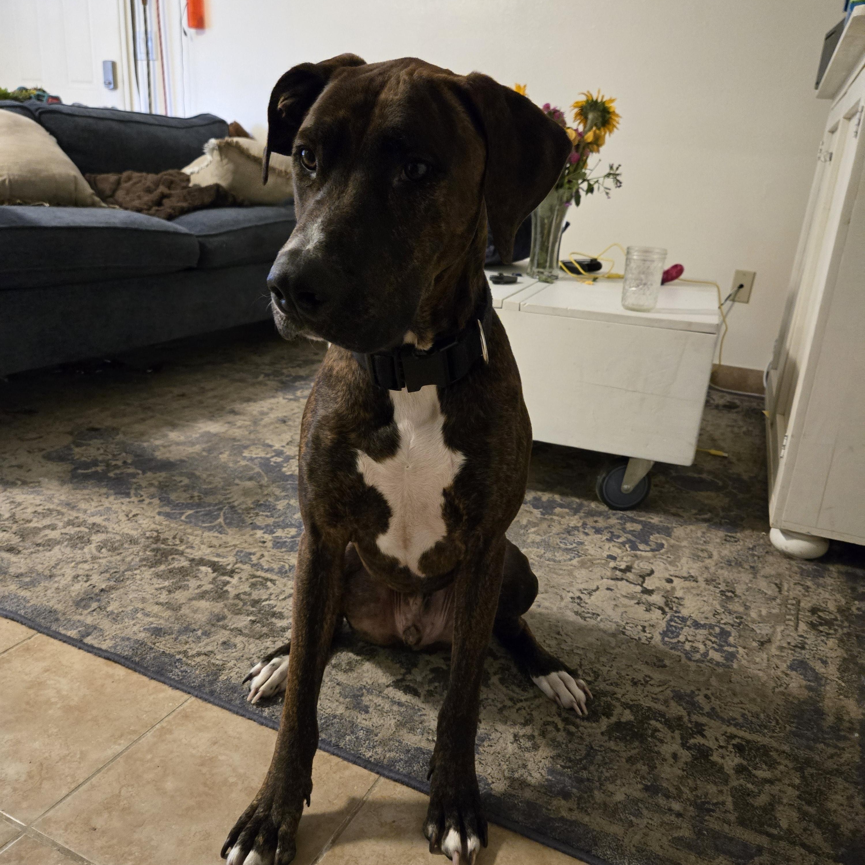 Enlarge **COURTESY LISTING** Moose, a Adoptable mixed breed in Moscow, ID image 3/3