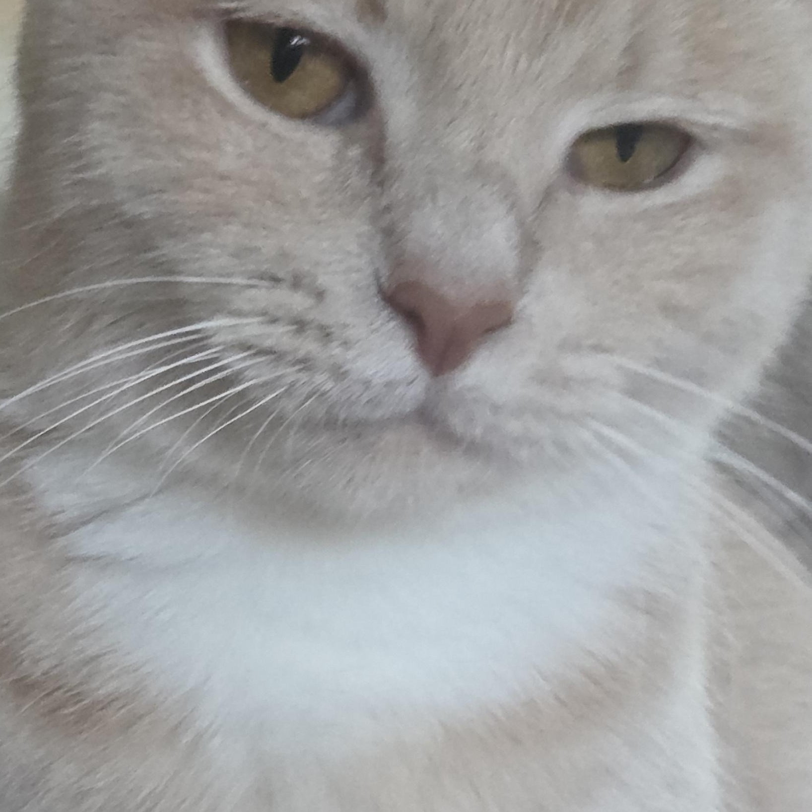 Glennie Dale, ADOPTABLE, Adult Female Tabby.