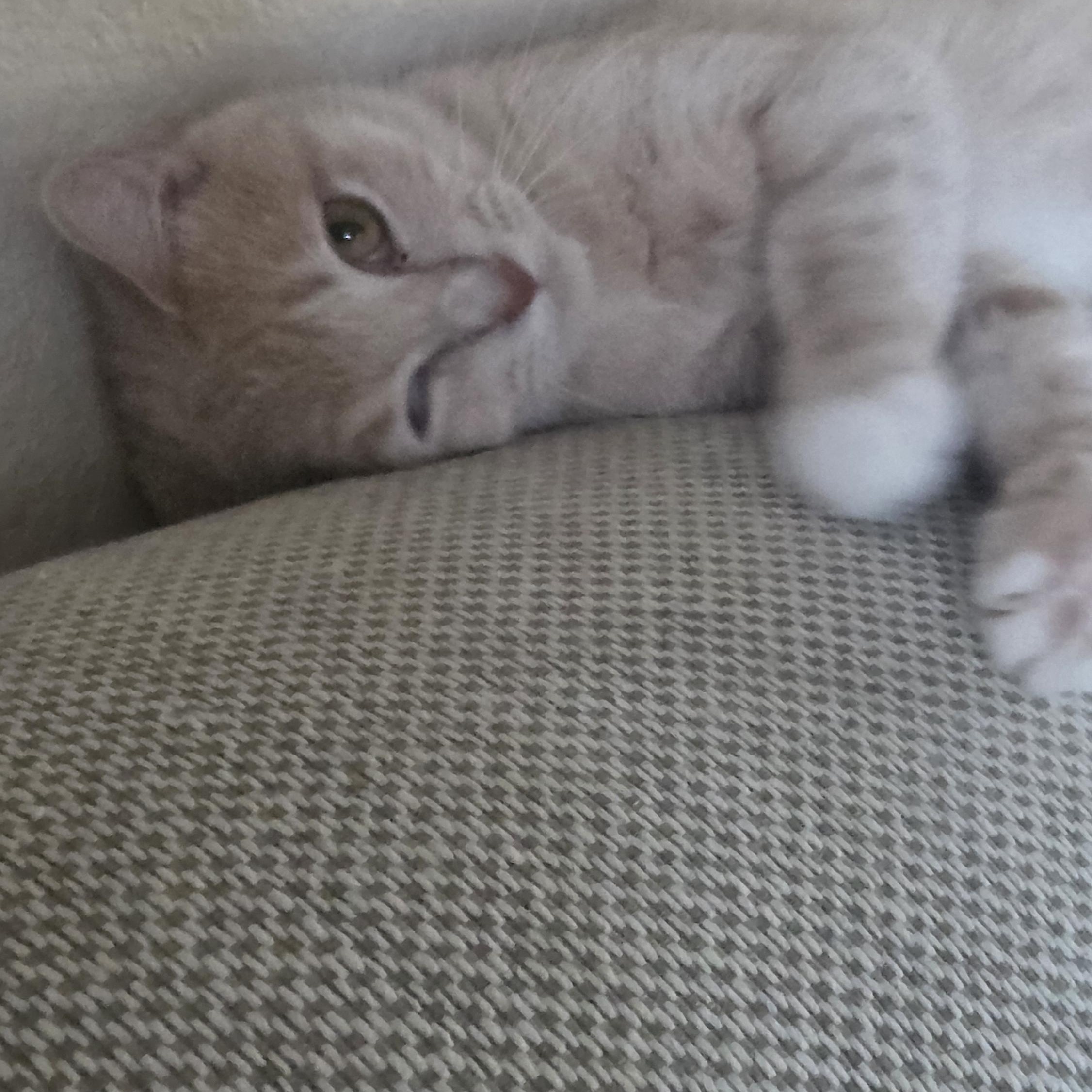 Enlarge Glennie Dale, a ADOPTABLE Tabby in Phoenix , AZ image 2/2