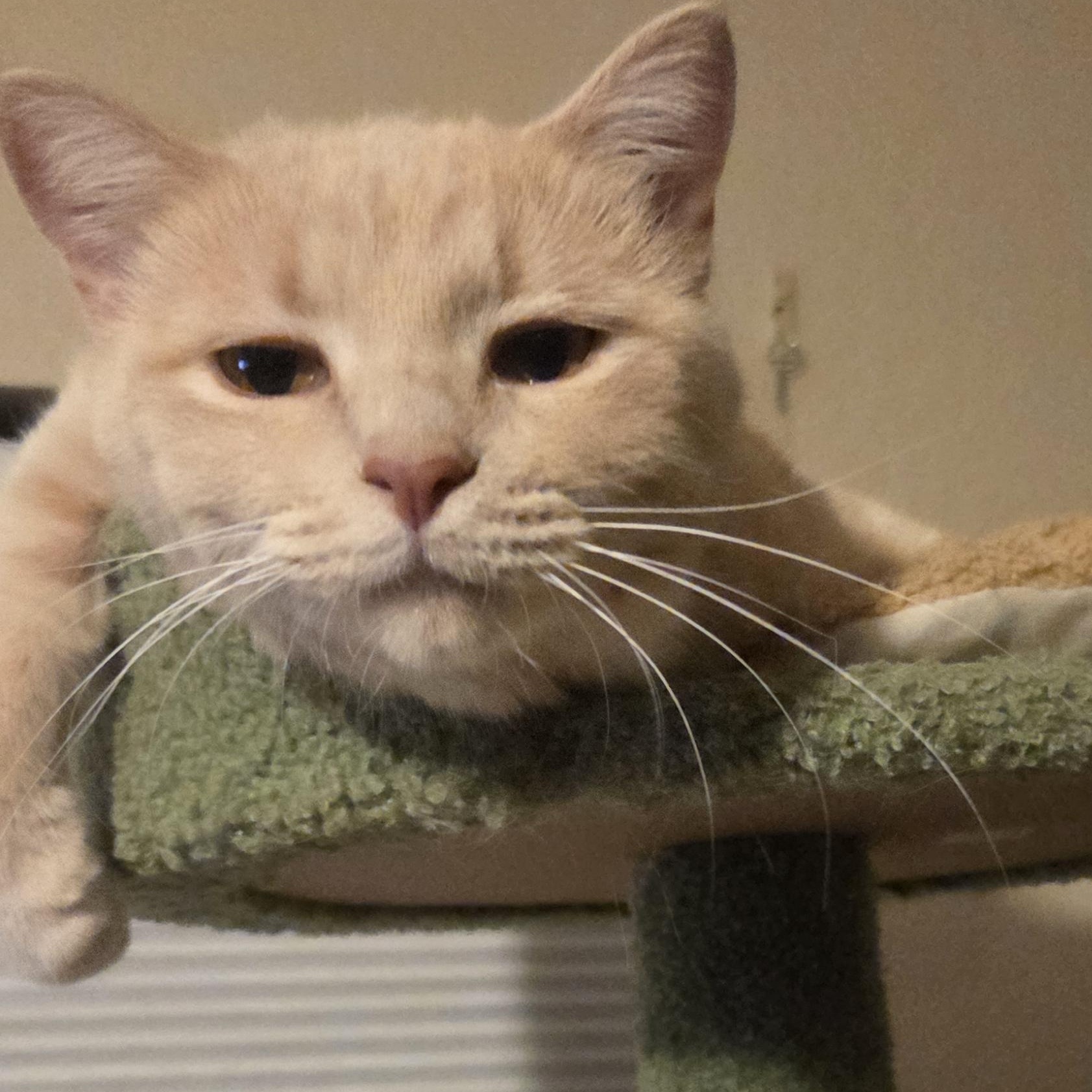 Glennie Dale, ADOPTABLE, Adult Female Tabby.