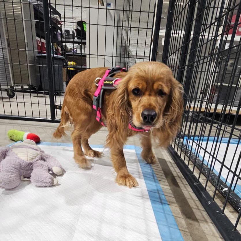 Suzie, Adoptable, Adult Female Cocker Spaniel.