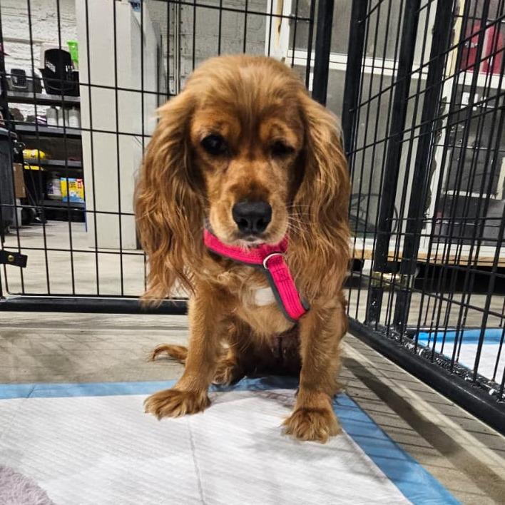Enlarge Suzie, a Adoptable Cocker Spaniel in Harlingen, TX image 2/3