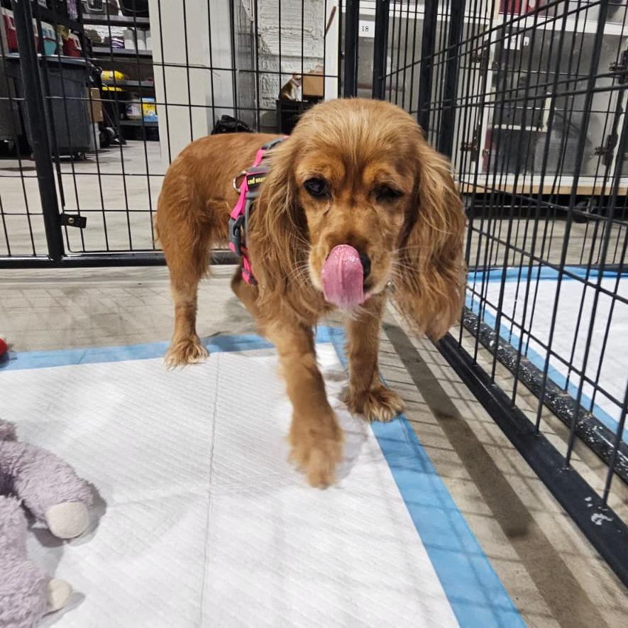 Enlarge Suzie, a Adoptable Cocker Spaniel in Harlingen, TX image 3/3