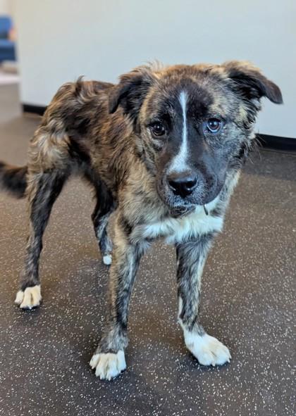 Lil` Suzie, Adoptable, Puppy Female Mixed Breed & Mixed Breed.