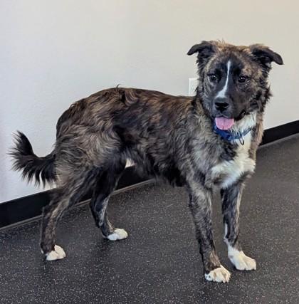 Enlarge Lil` Suzie, a Adoptable mixed breed in Portola, CA image 2/3