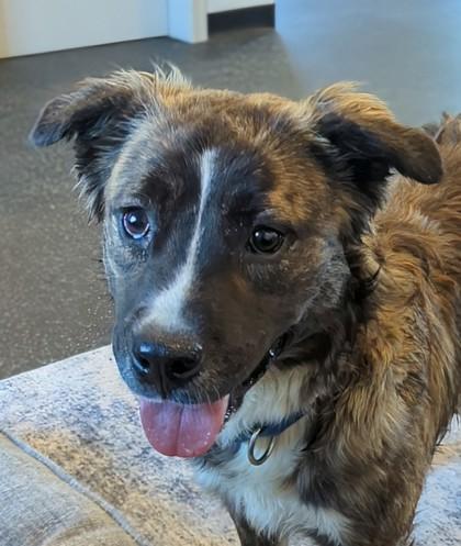 Enlarge Lil` Suzie, a Adoptable mixed breed in Portola, CA image 3/3