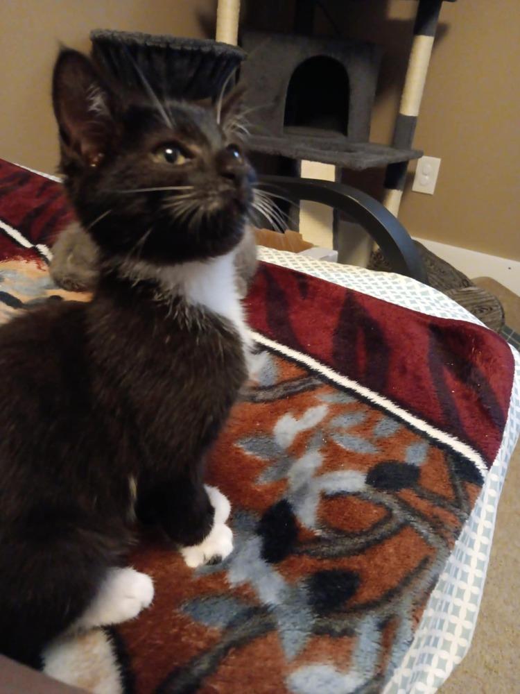 Fiesta, Adoptable, Kitten Female Domestic Short Hair.