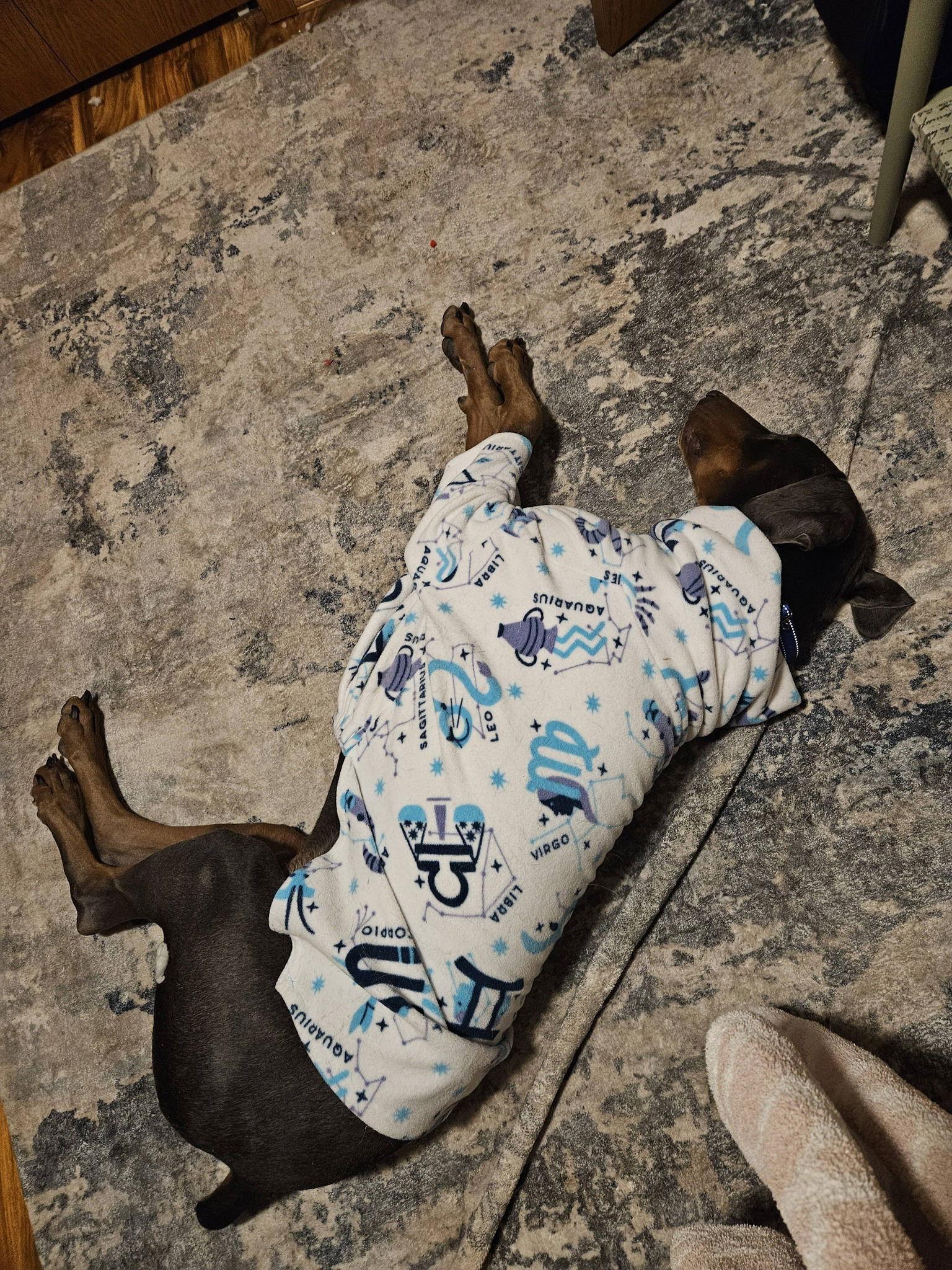 Larry Adoption Pending!, Adoptable, Adult Male Doberman Pinscher.