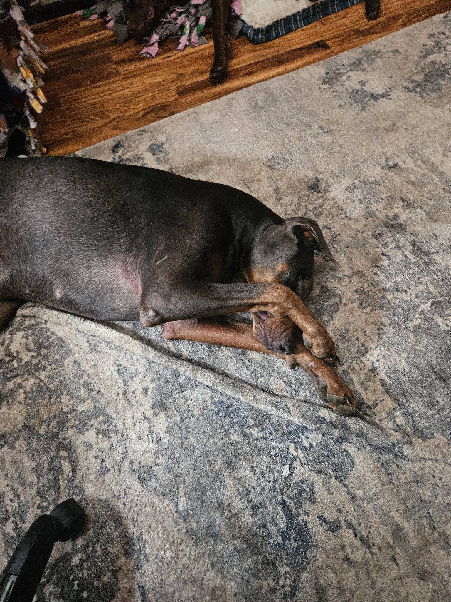 Larry, Adoptable, Adult Male Doberman Pinscher.