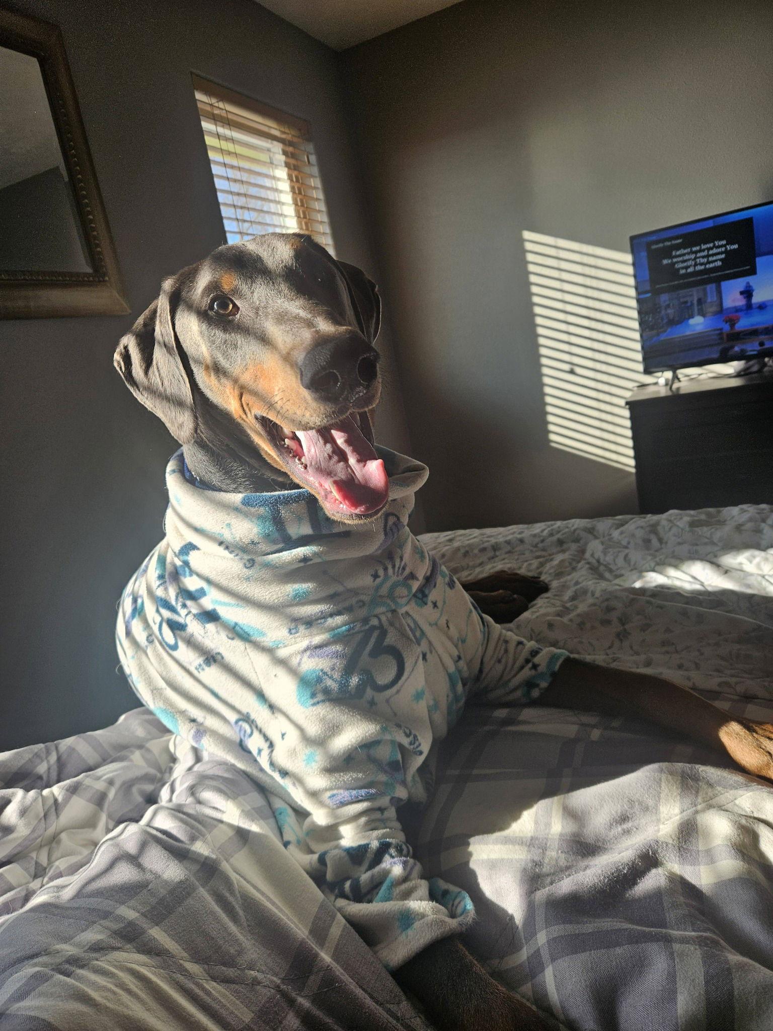 Enlarge Larry Adoption Pending!, a Adoptable Doberman Pinscher in Buffalo, MN image 2/3