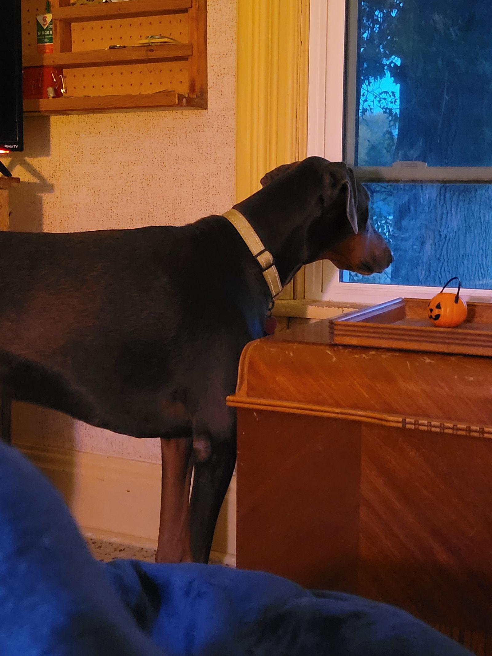 Enlarge Larry Adoption Pending!, a Adoptable Doberman Pinscher in Buffalo, MN image 3/3