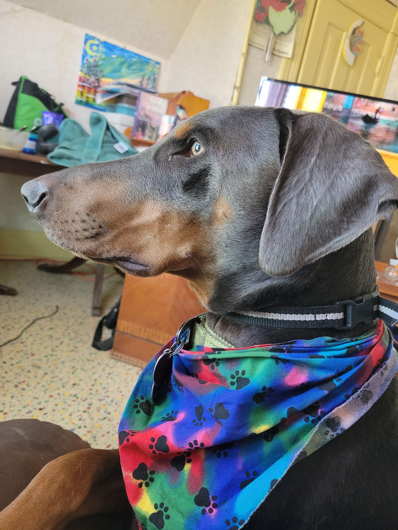 Larry, Adoptable, Adult Male Doberman Pinscher.