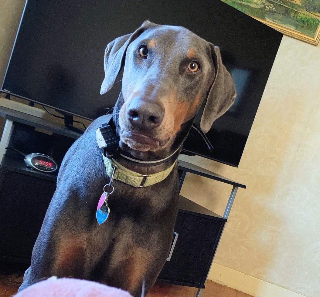 Larry, a Adoptable Doberman Pinscher in Buffalo, MN image 2/3