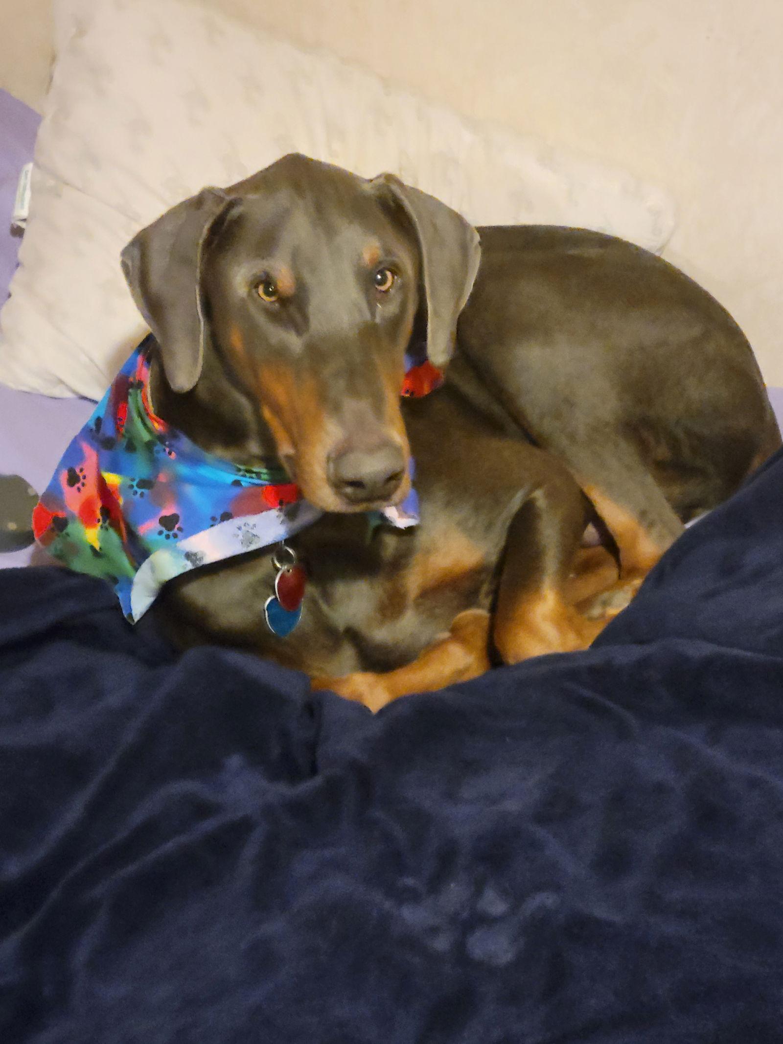Larry, a Adoptable Doberman Pinscher in Buffalo, MN image 3/3