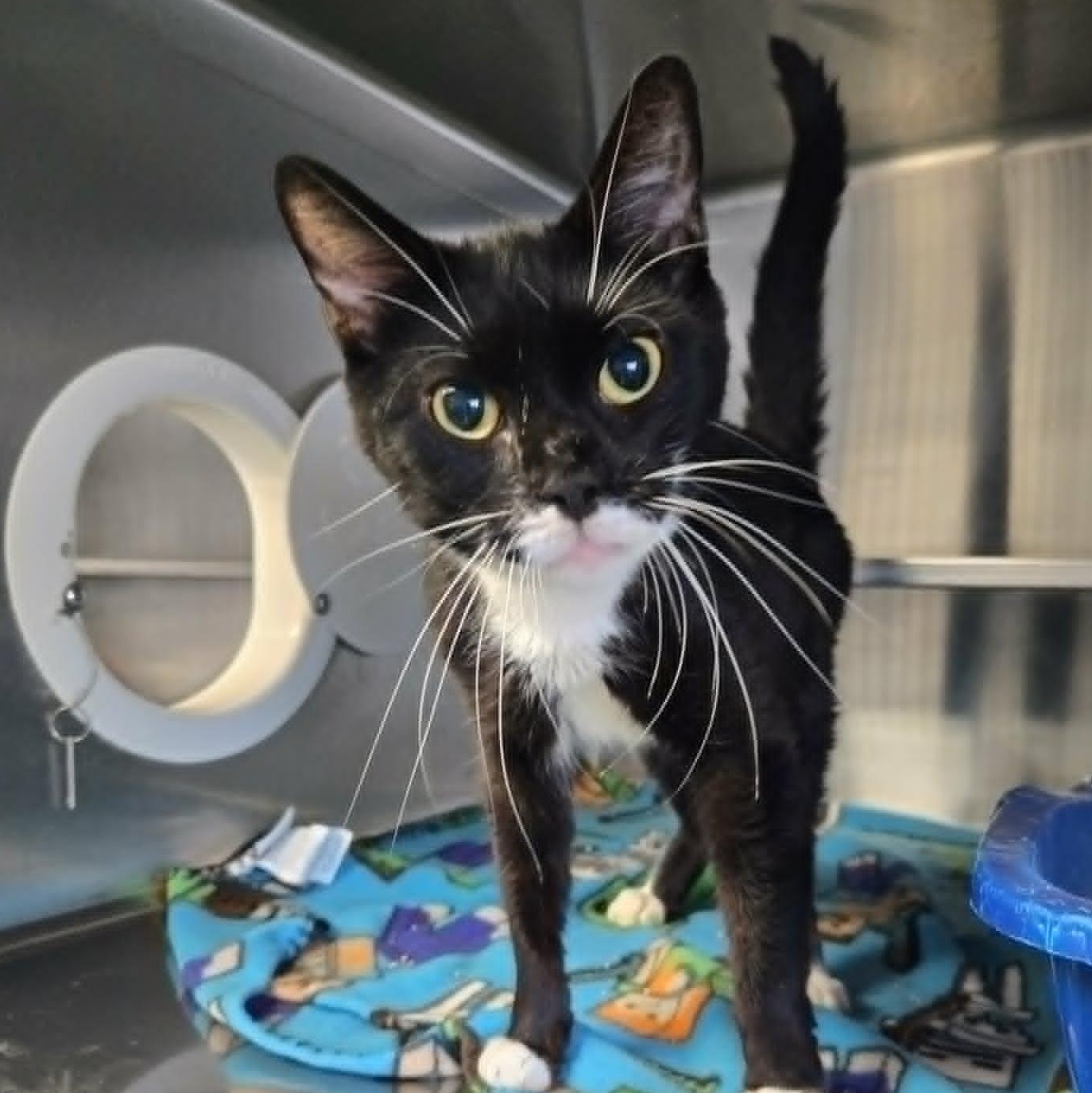 Enlarge Faye (FIV), a ADOPTABLE Domestic Short Hair in Watertown, WI image 1/1
