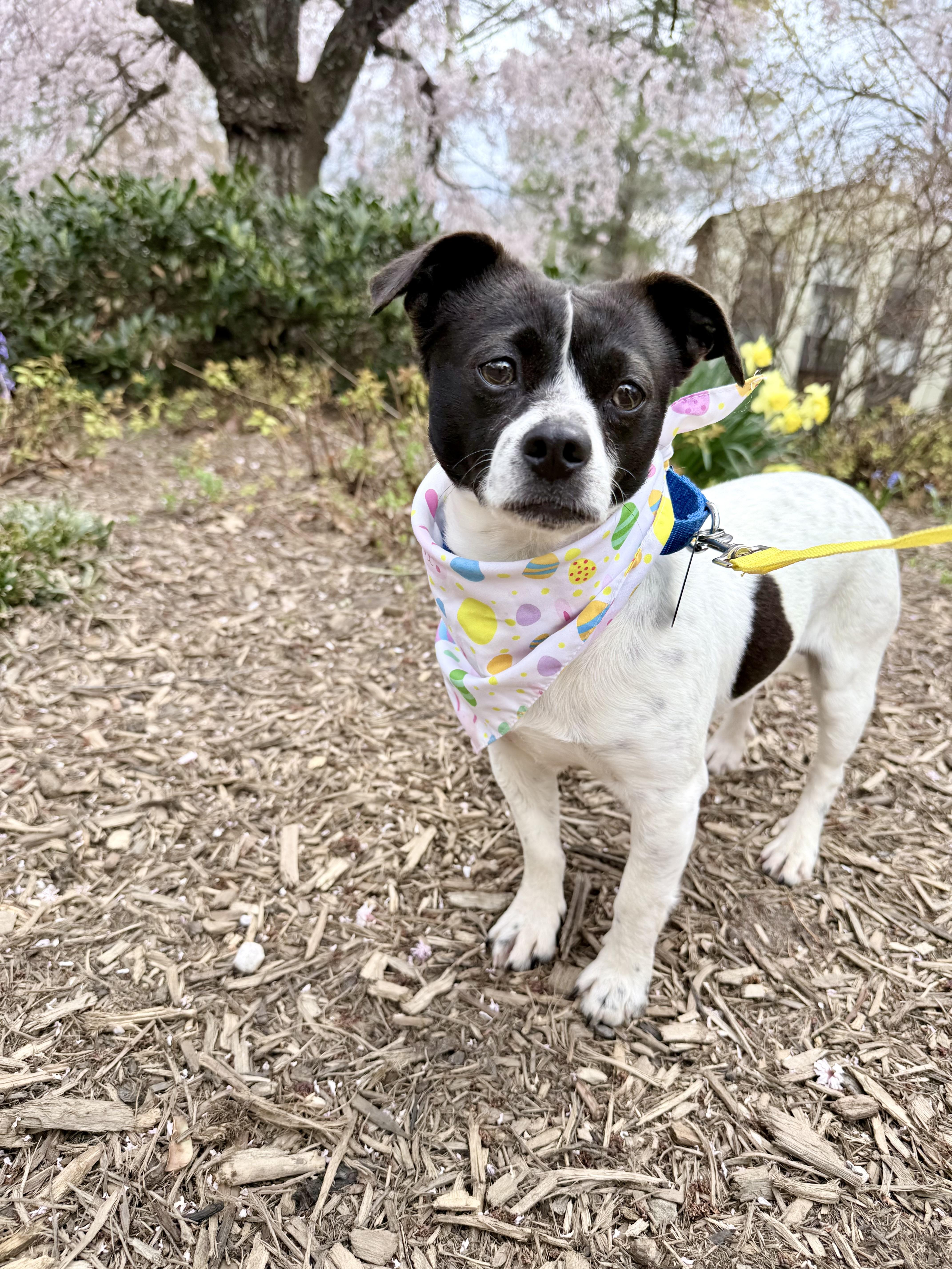 Enlarge Rooster , a ADOPTABLE mixed breed in Fairfax, VA image 4/5