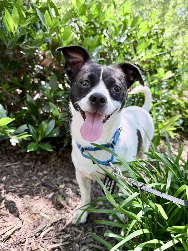 Rooster , a ADOPTABLE mixed breed in Fairfax, VA image 5/5