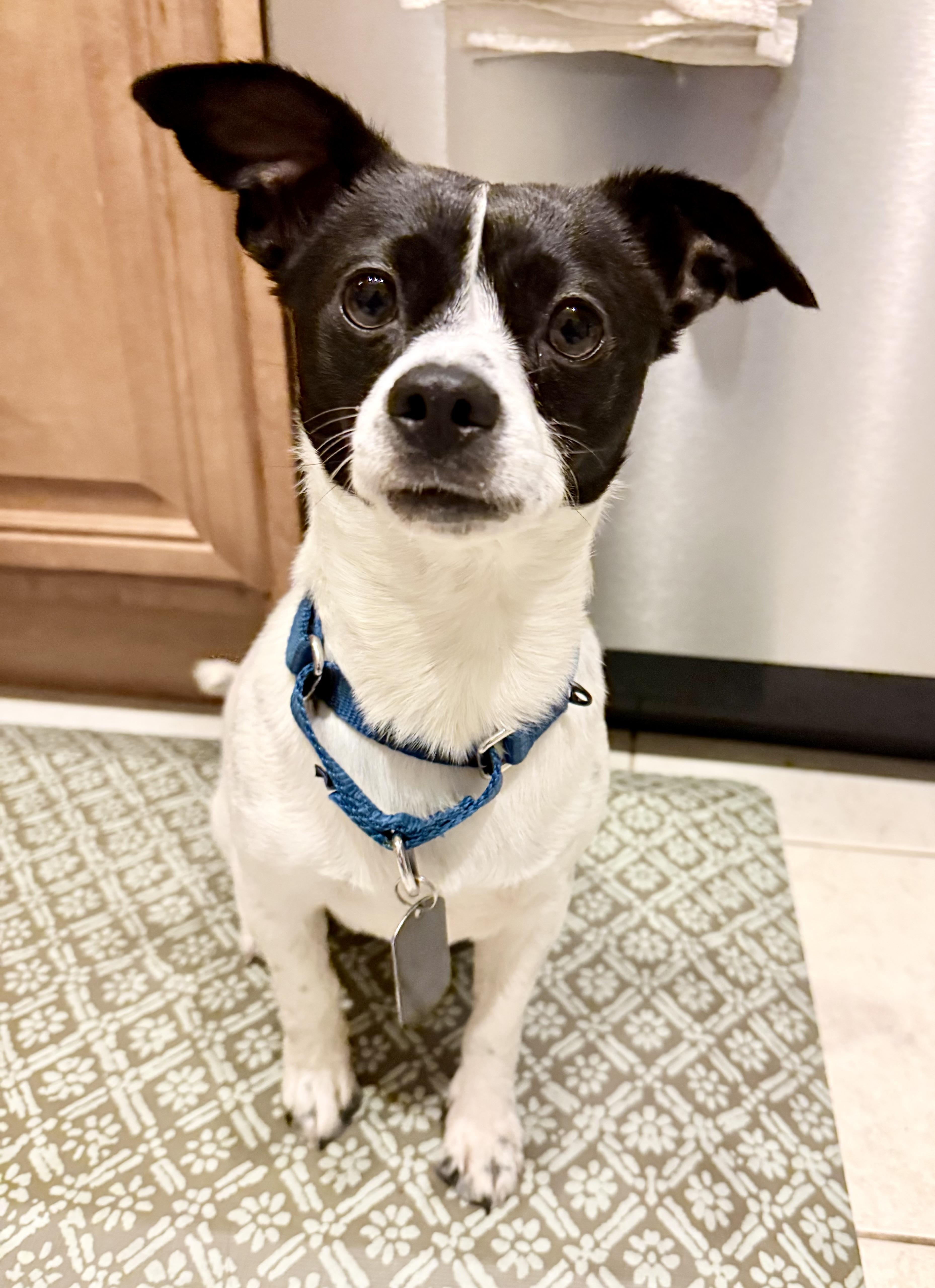 Enlarge Rooster , a ADOPTABLE mixed breed in Fairfax, VA image 5/5