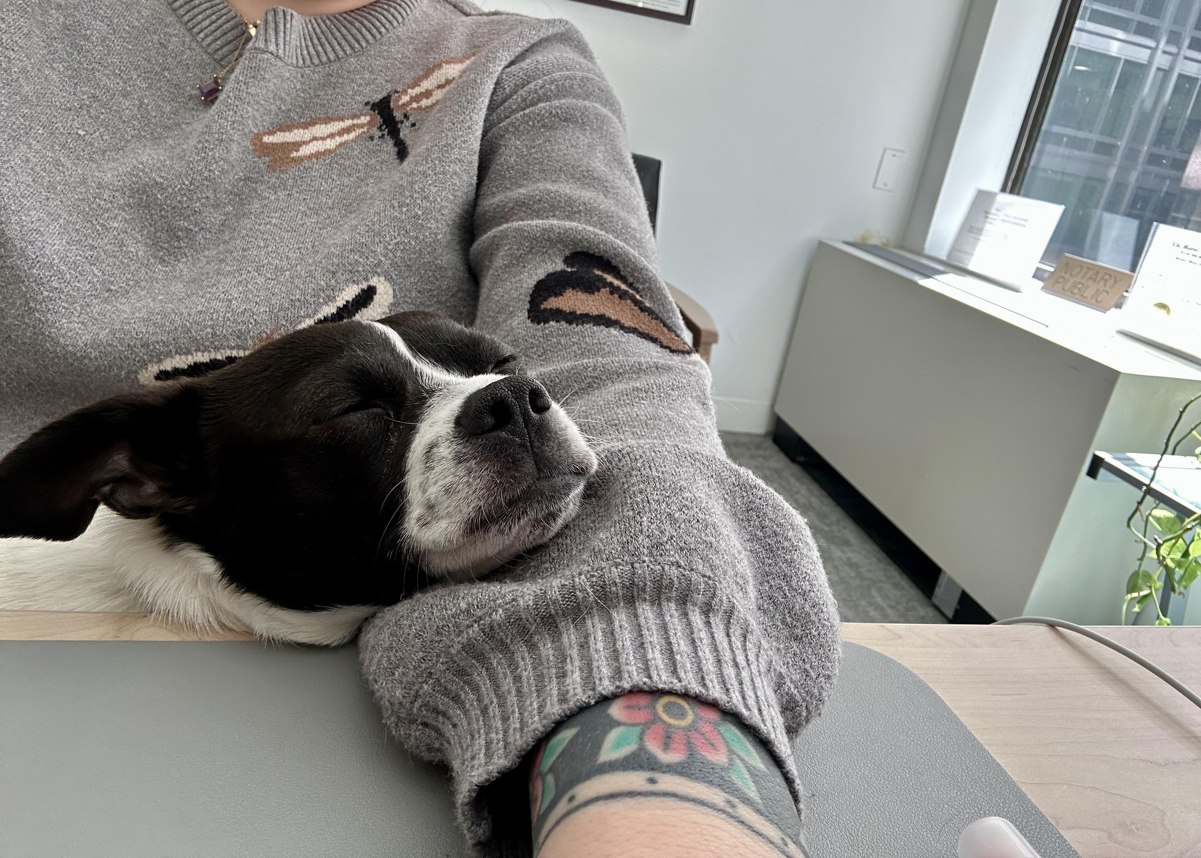 Enlarge Rooster , a ADOPTABLE mixed breed in Fairfax, VA image 5/5