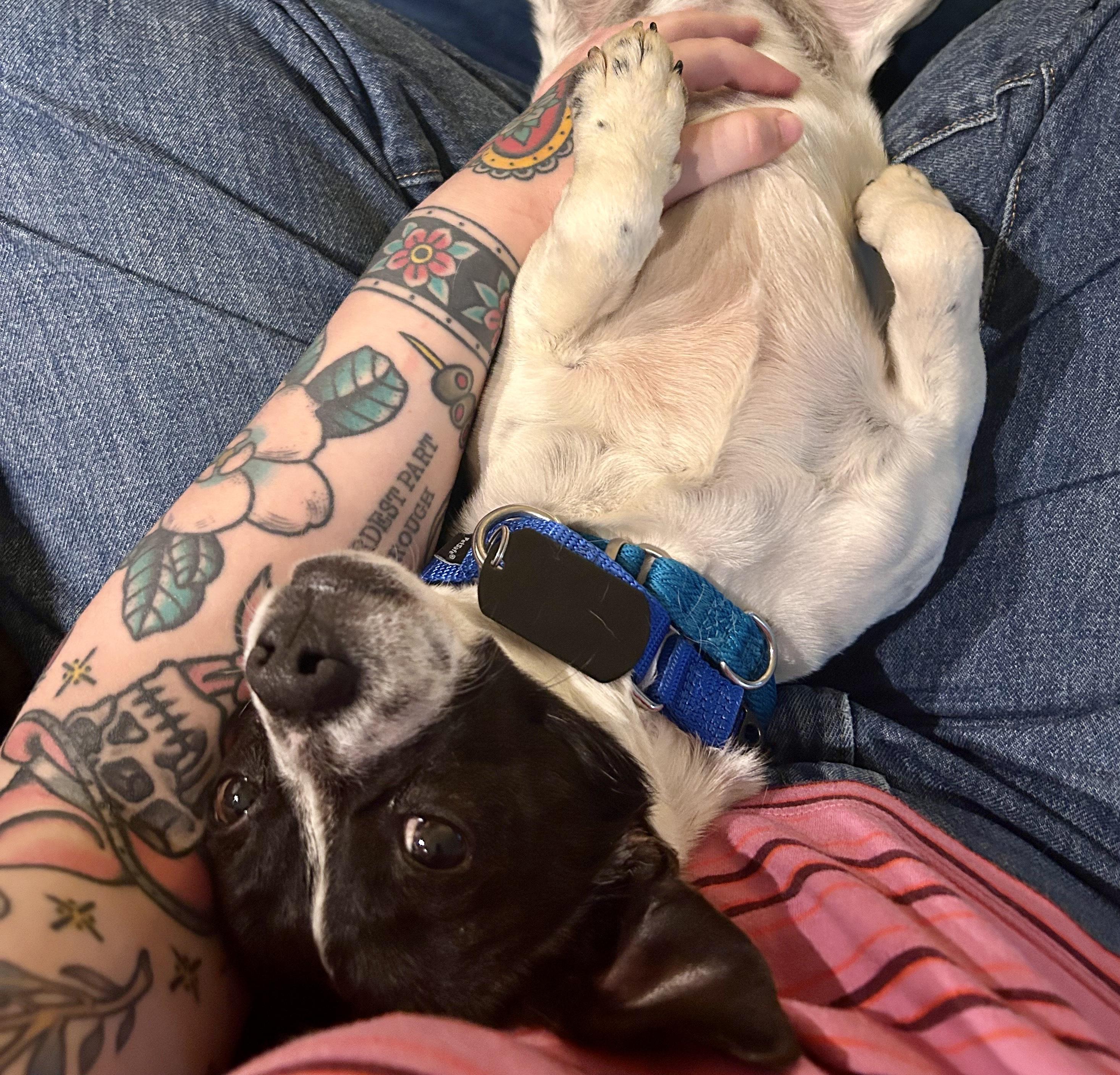 Enlarge Rooster , a ADOPTABLE mixed breed in Fairfax, VA image 2/5