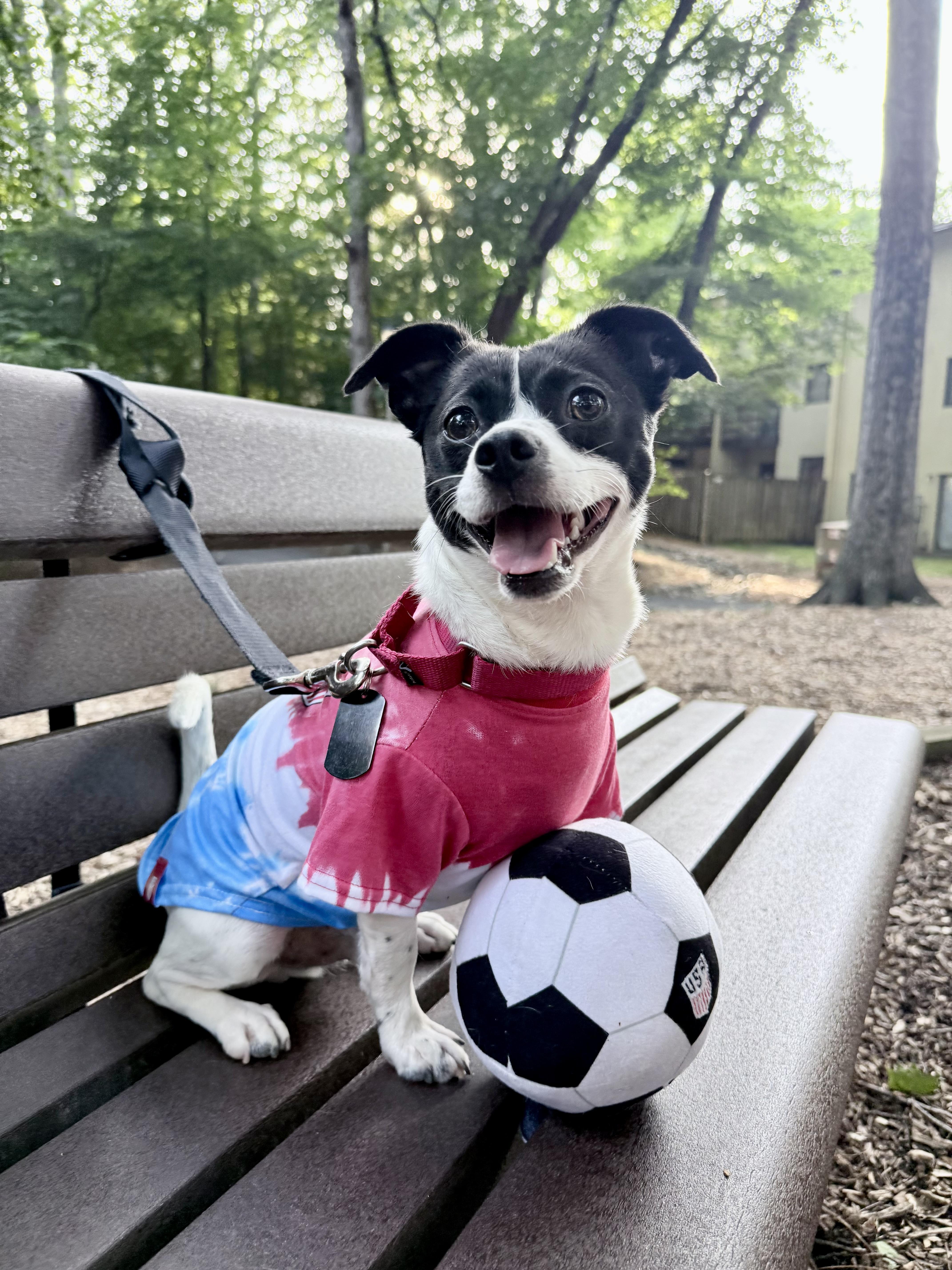 Rooster , a ADOPTABLE mixed breed in Fairfax, VA image 1/5