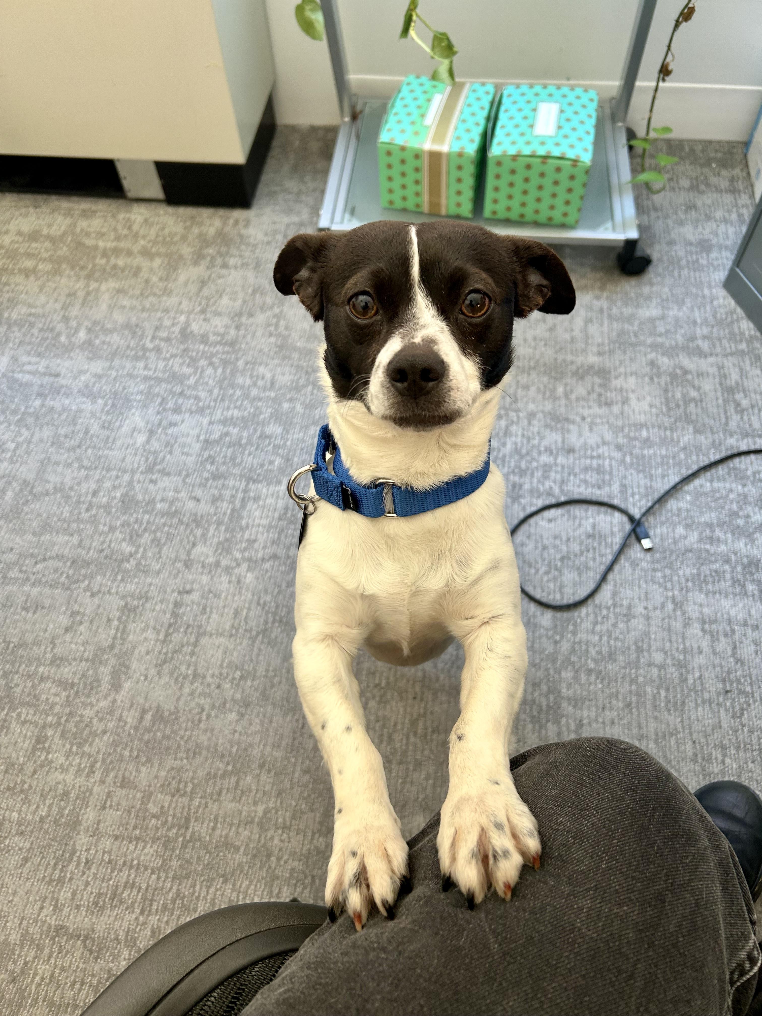 Enlarge Rooster , a ADOPTABLE mixed breed in Fairfax, VA image 3/5