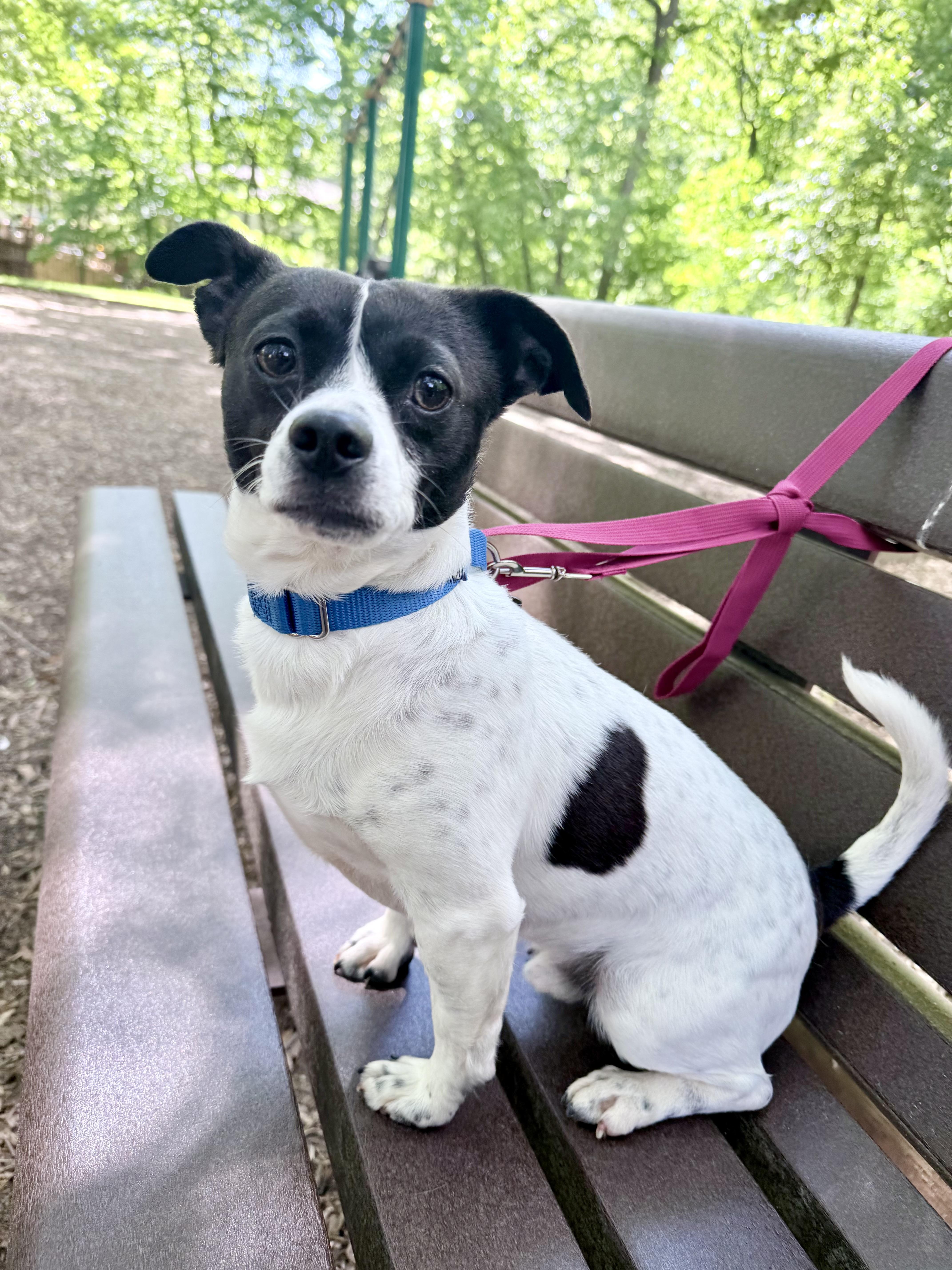 Enlarge Rooster , a ADOPTABLE mixed breed in Fairfax, VA image 2/5