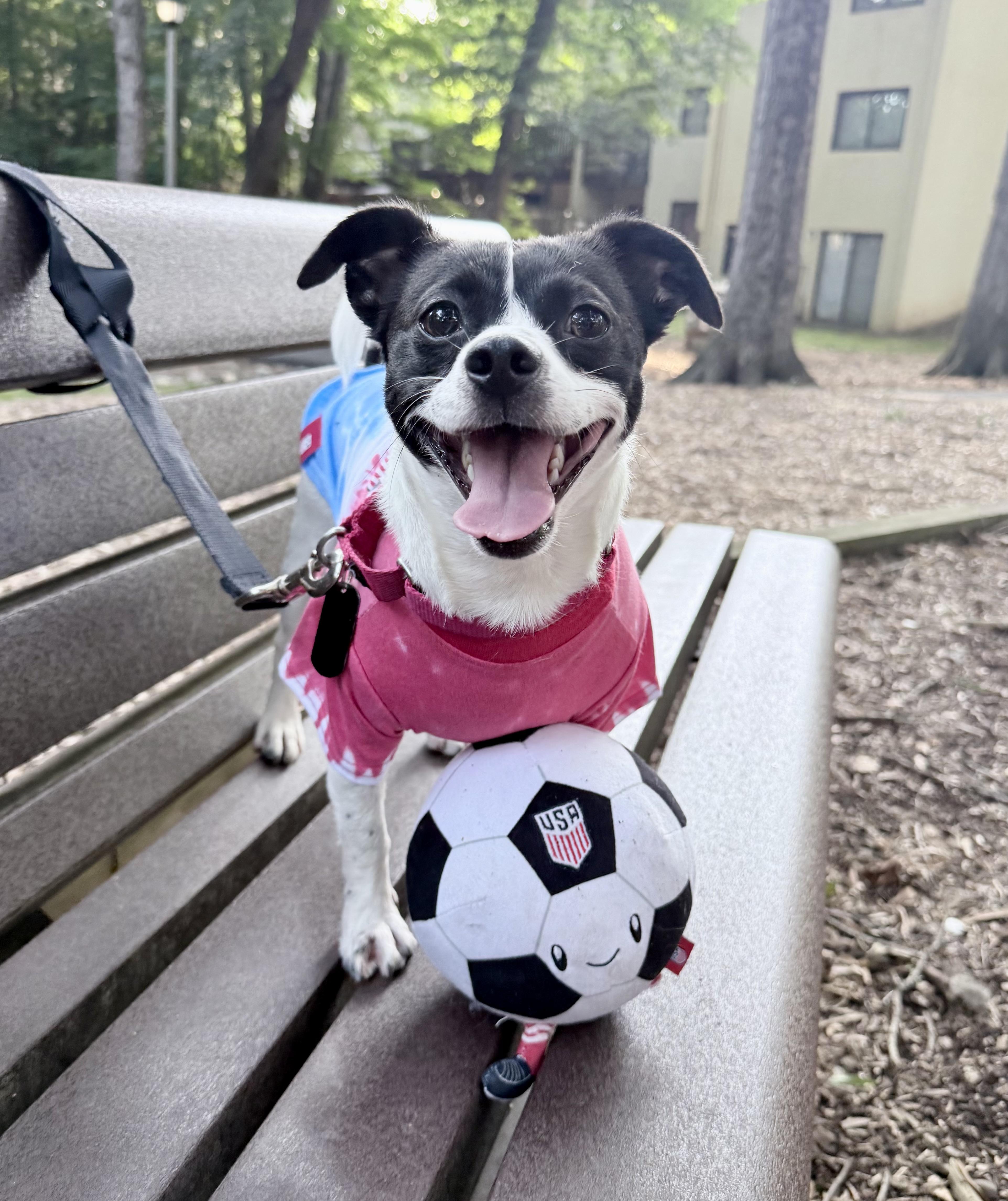 Rooster , a ADOPTABLE mixed breed in Fairfax, VA image 4/5