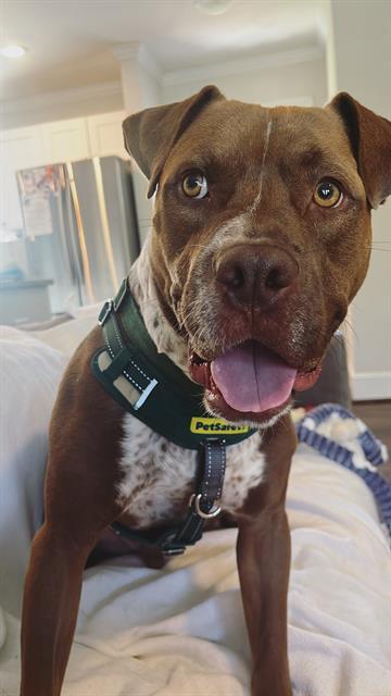 WES, Adoptable, Adult Male Pit Bull Terrier.