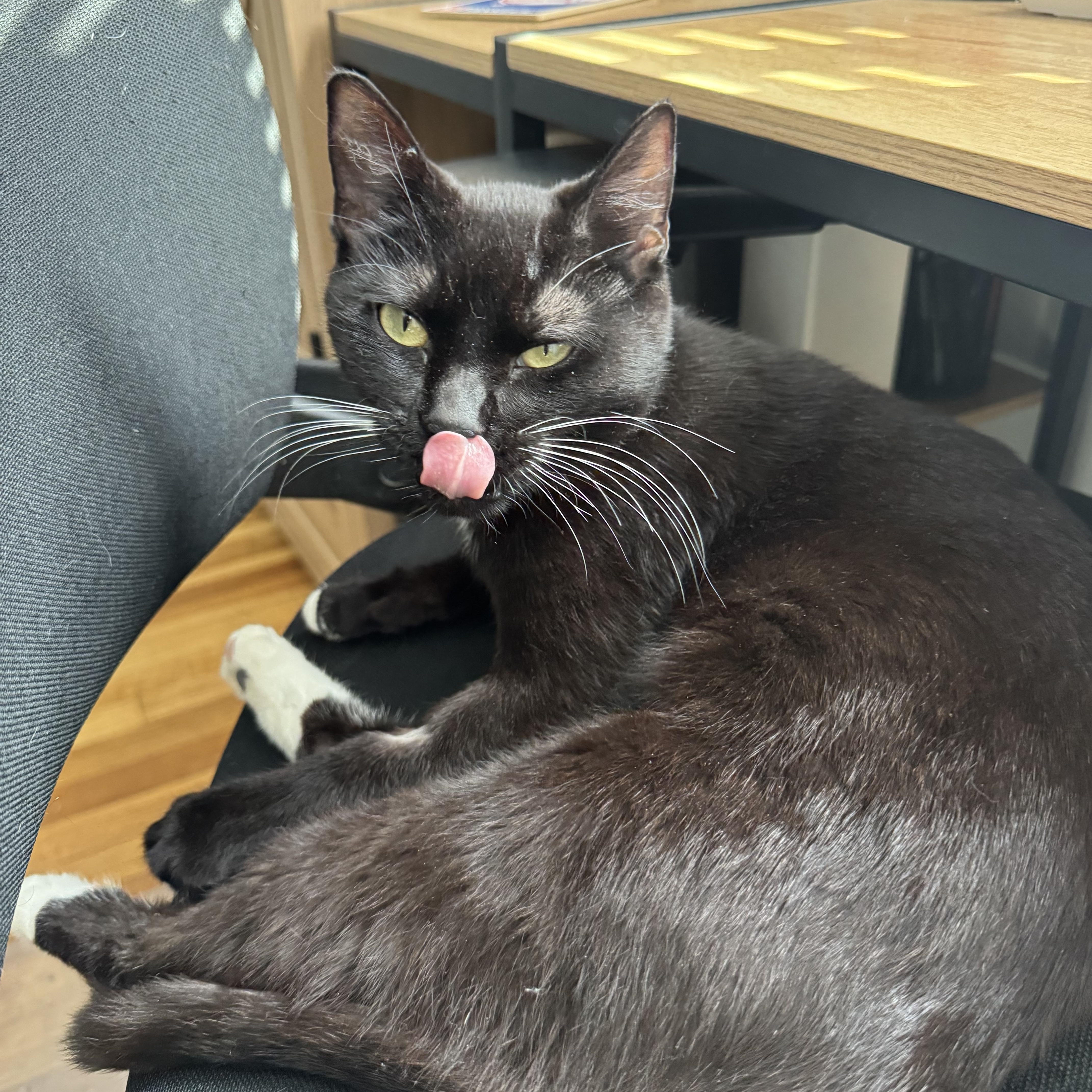 Piggy Toes, adopted, Young Female Domestic Short Hair.