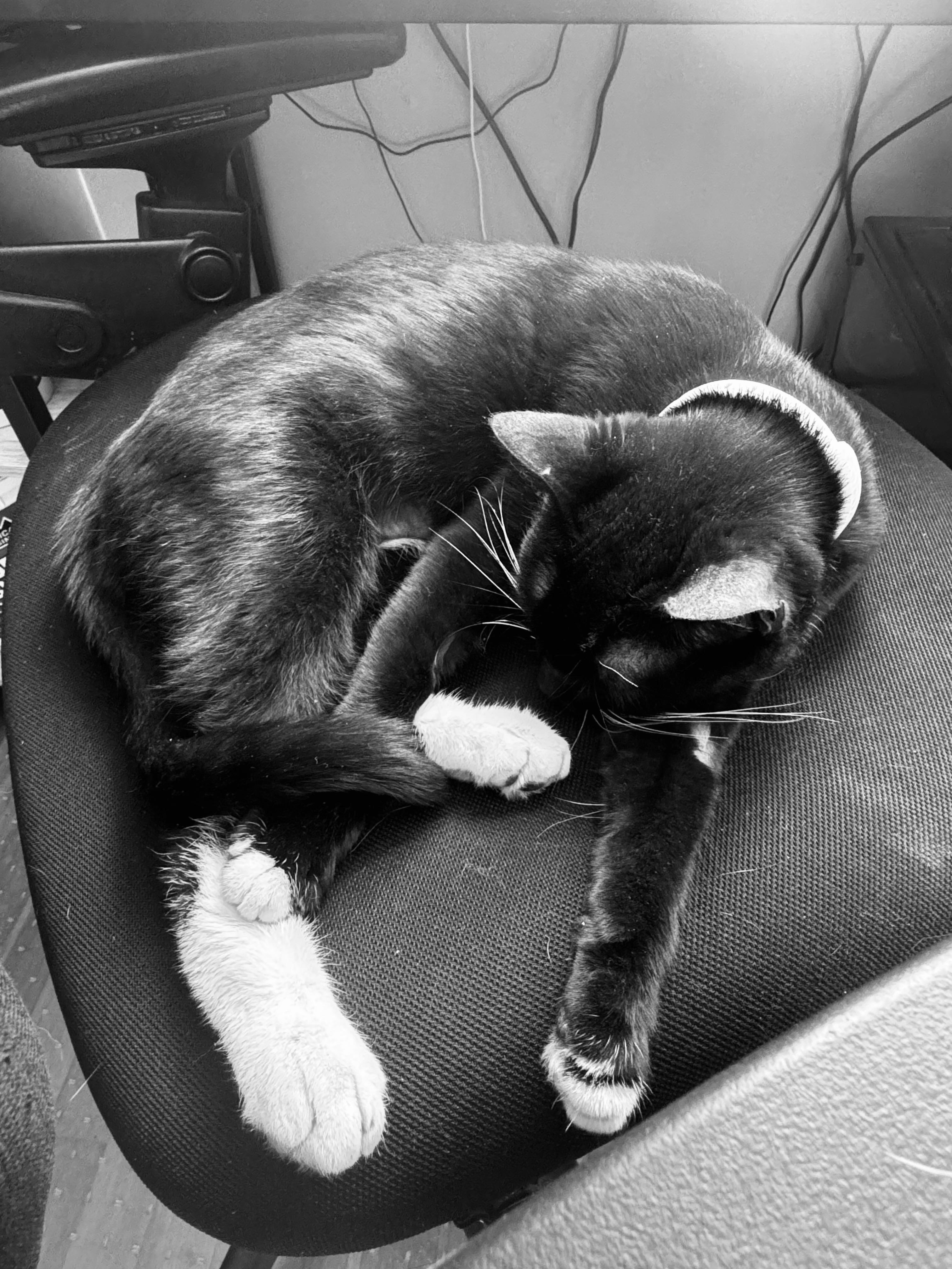 Enlarge Piggy Toes, an adopted Domestic Short Hair in Troy, NY image 2/4