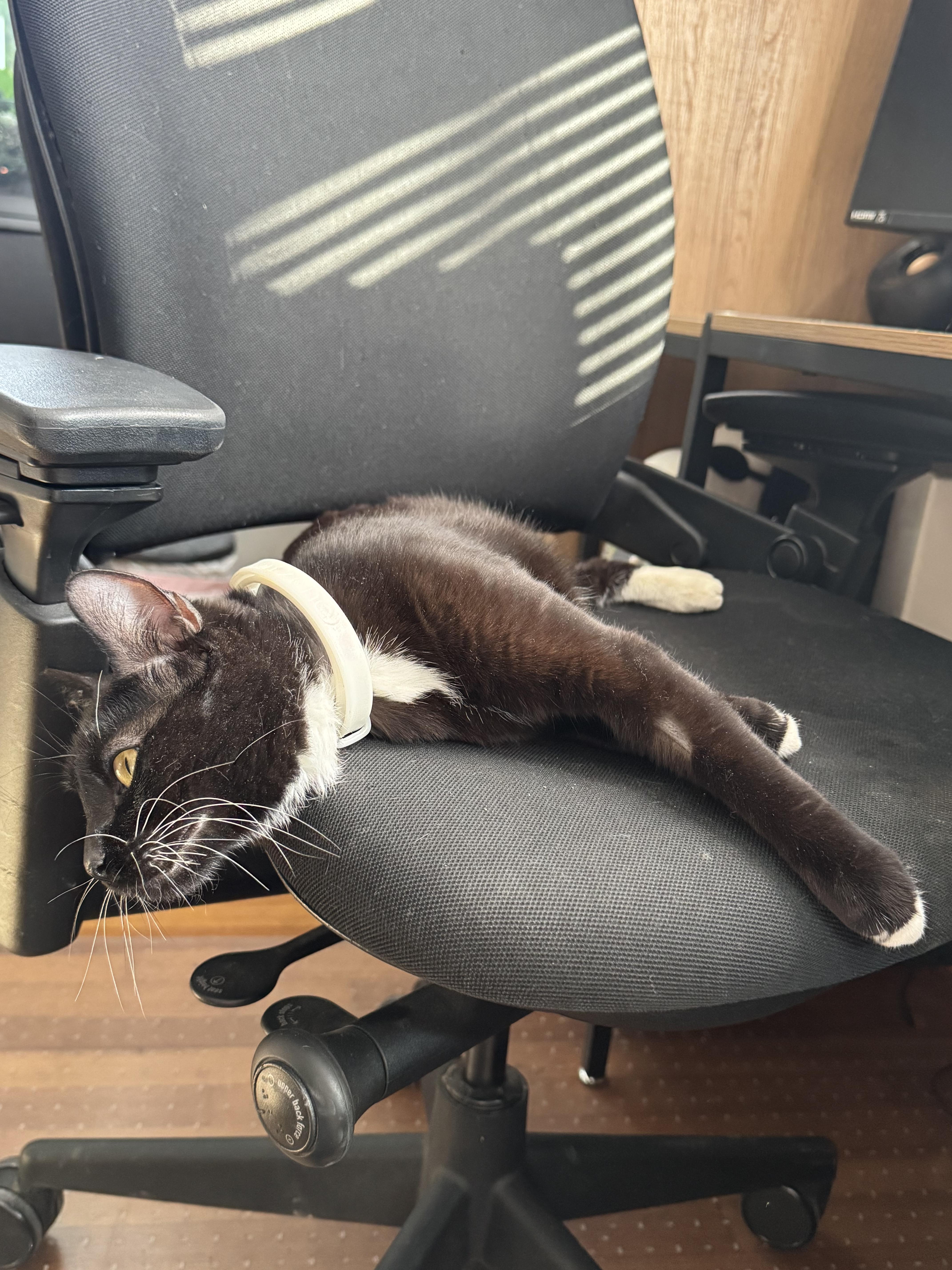 Enlarge Piggy Toes, an adopted Domestic Short Hair in Troy, NY image 4/4