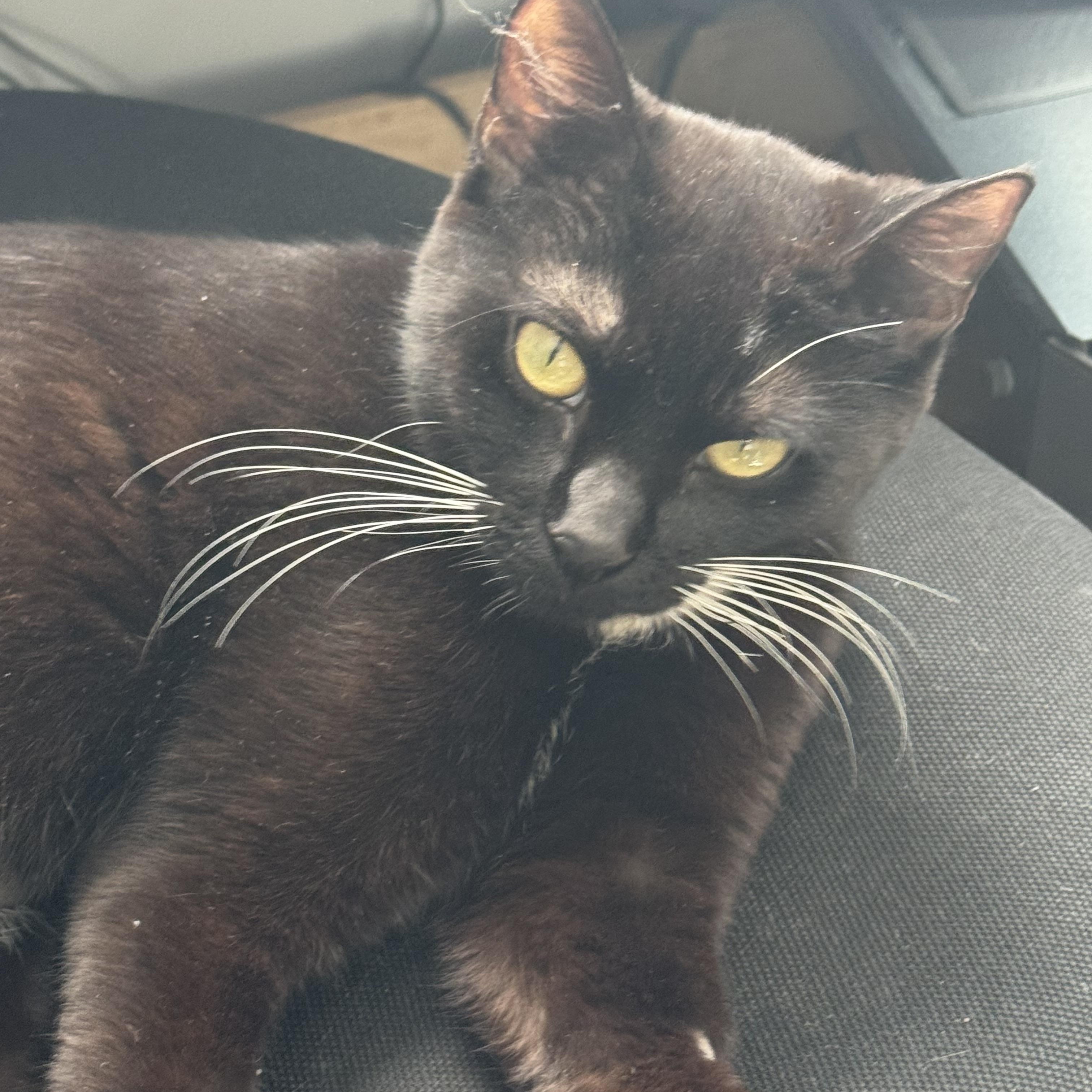 Enlarge Piggy Toes, an adopted Domestic Short Hair in Troy, NY image 3/4